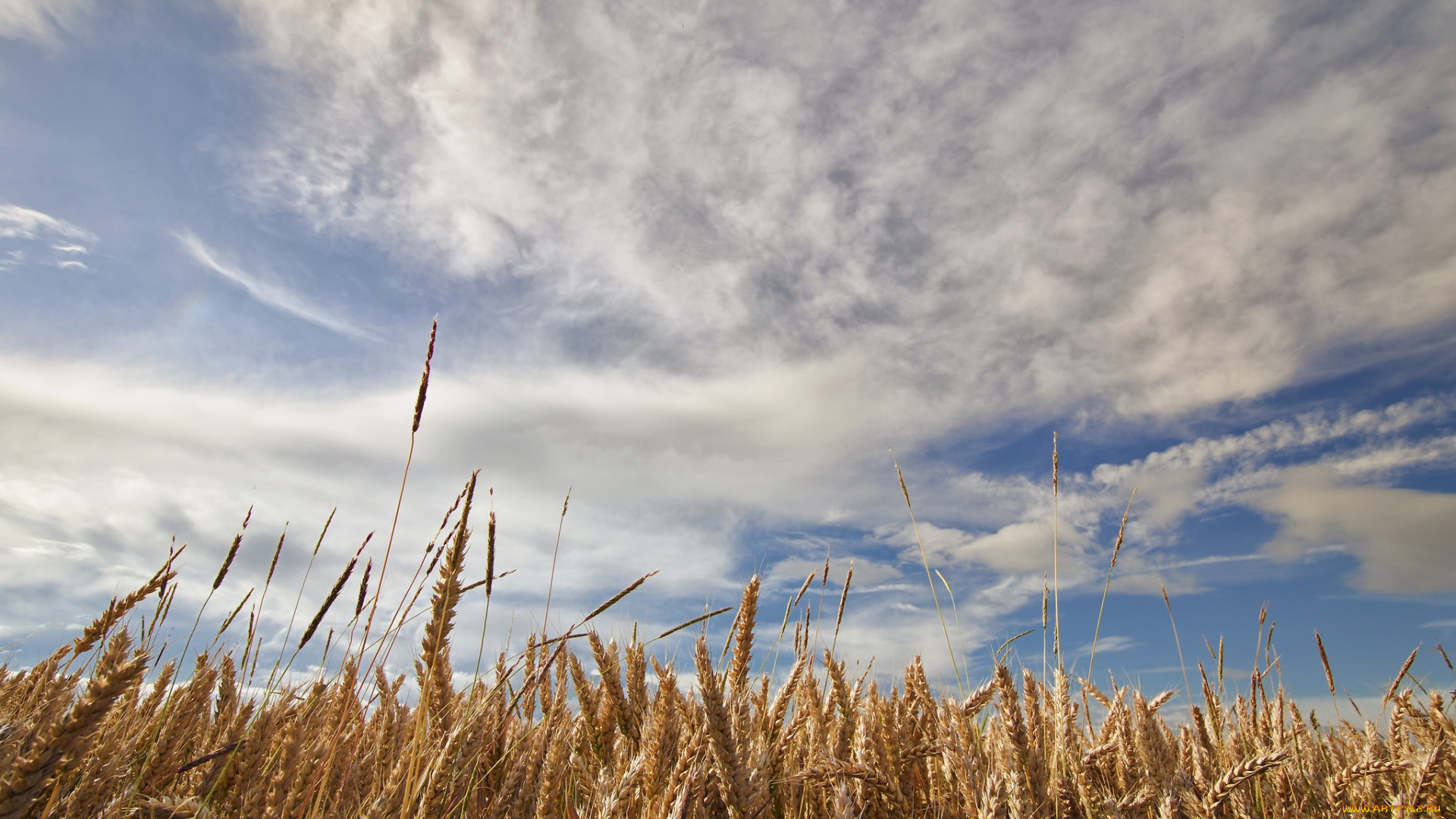 природа, поля, небо, пшеница