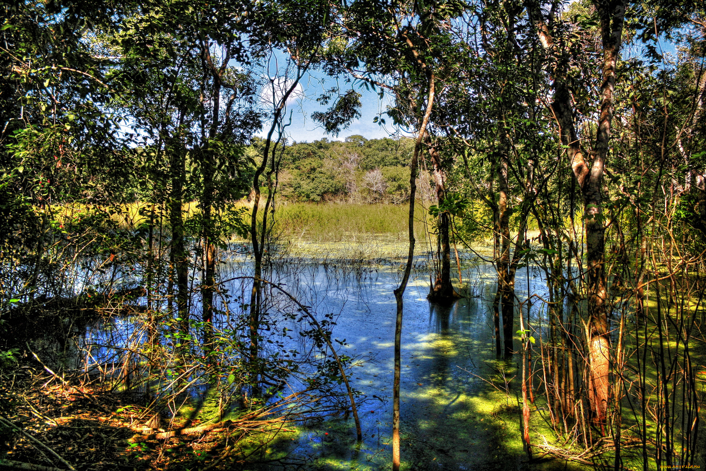 calakmul, мексика, природа, реки, озера, река, деревья