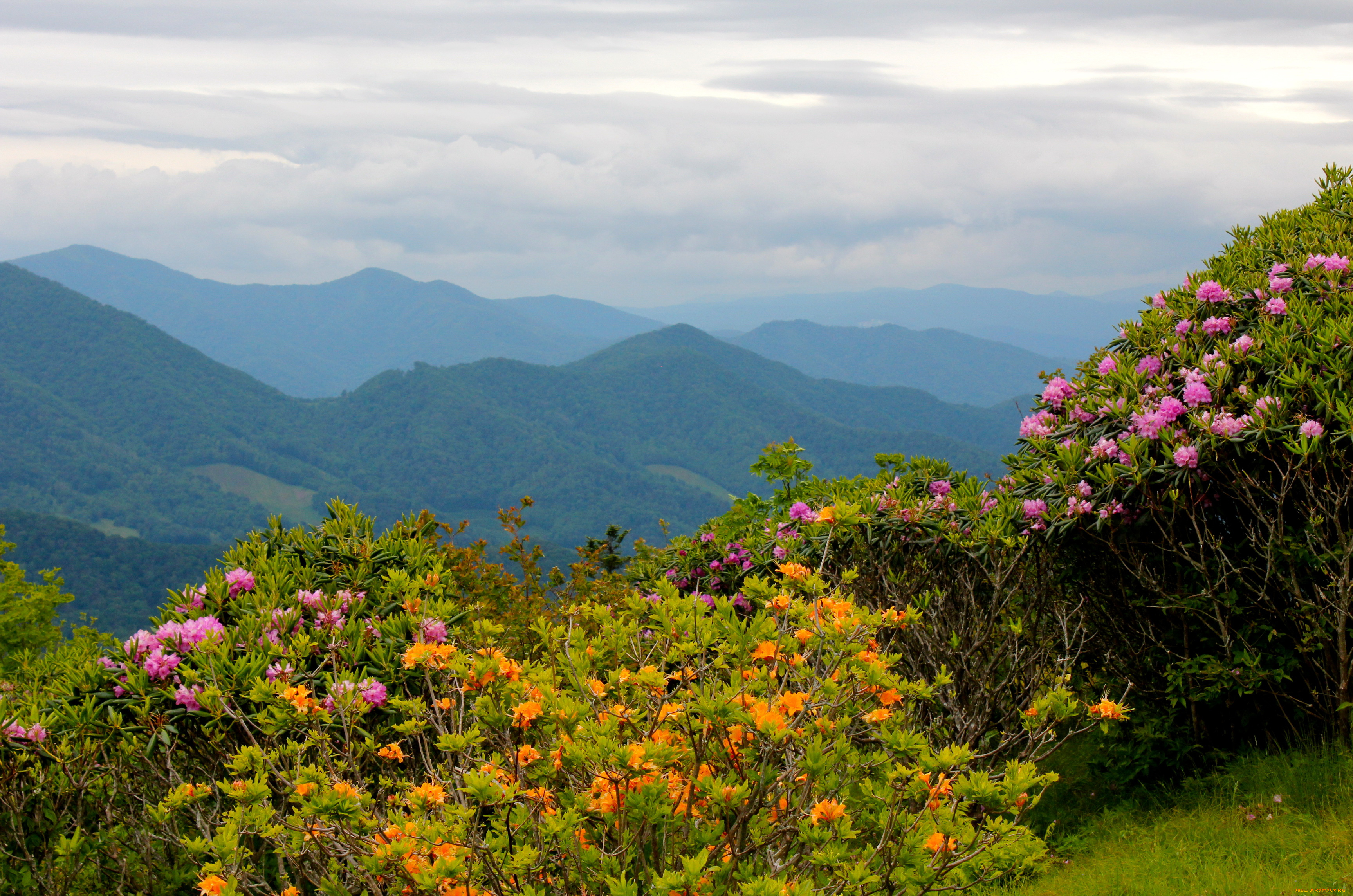 mountain, rhododendrons, north, carolina, природа, горы, пейзаж
