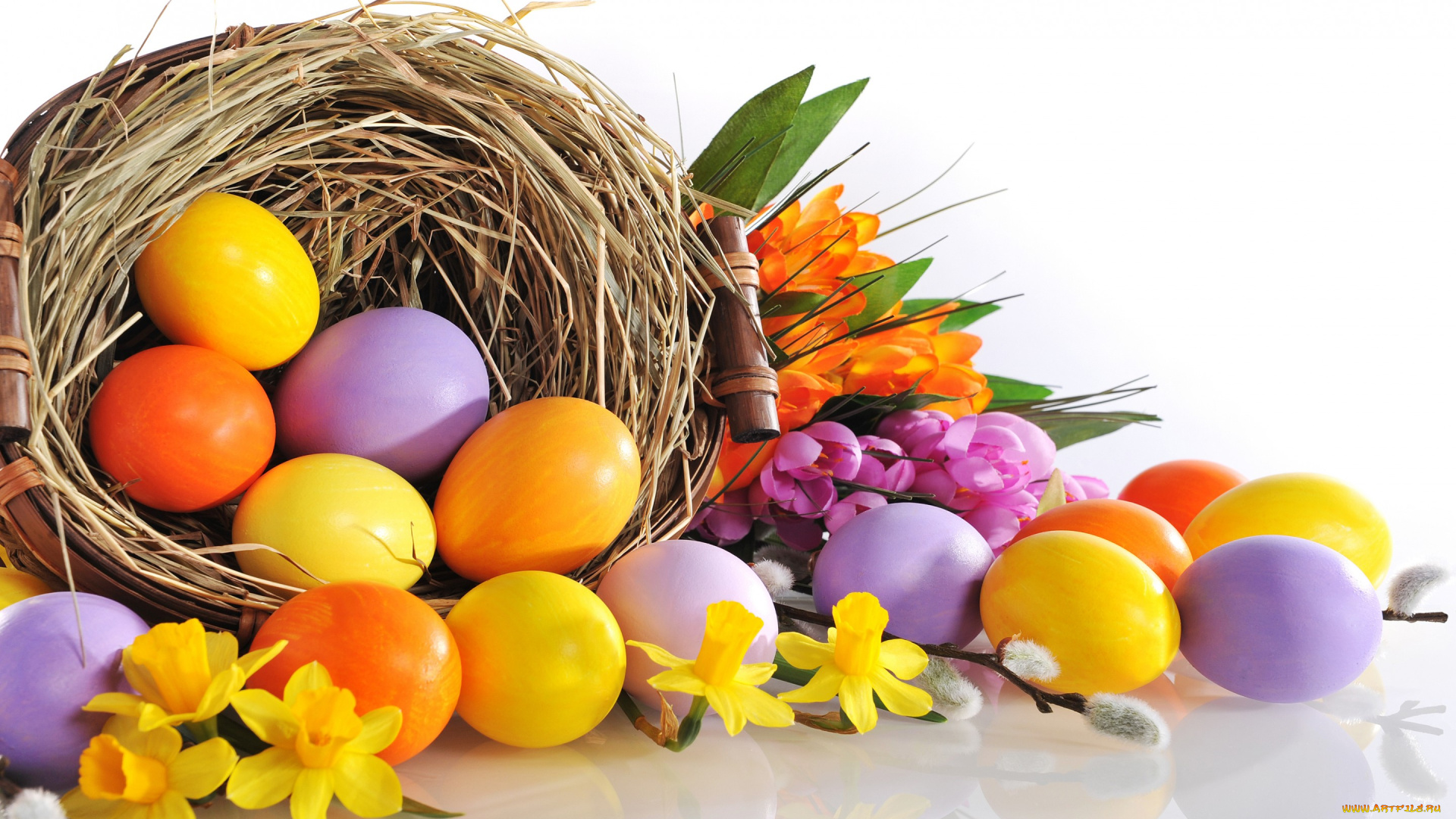 праздничные, пасха, нарциссы, цветы, яйца, easter, eggs, flowers