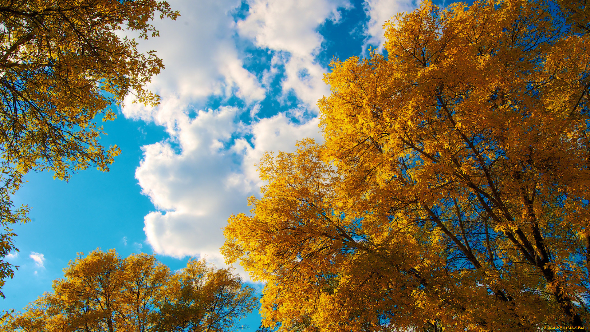 природа, деревья, осень, облака, небо, листья