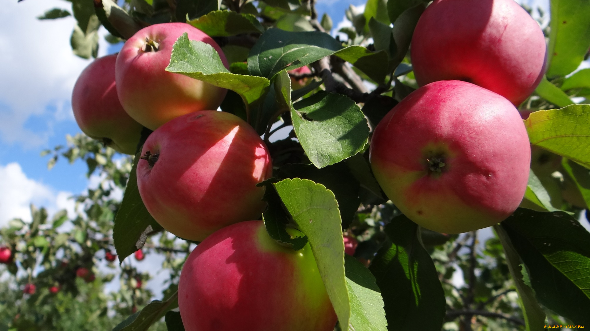 природа, плоды, яблоня, яблоки, листья, ветки
