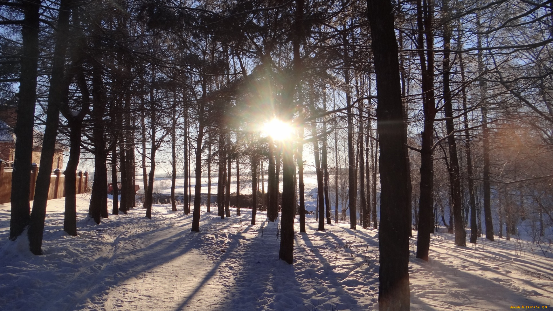 природа, зима, снег, лес, солнце, утро