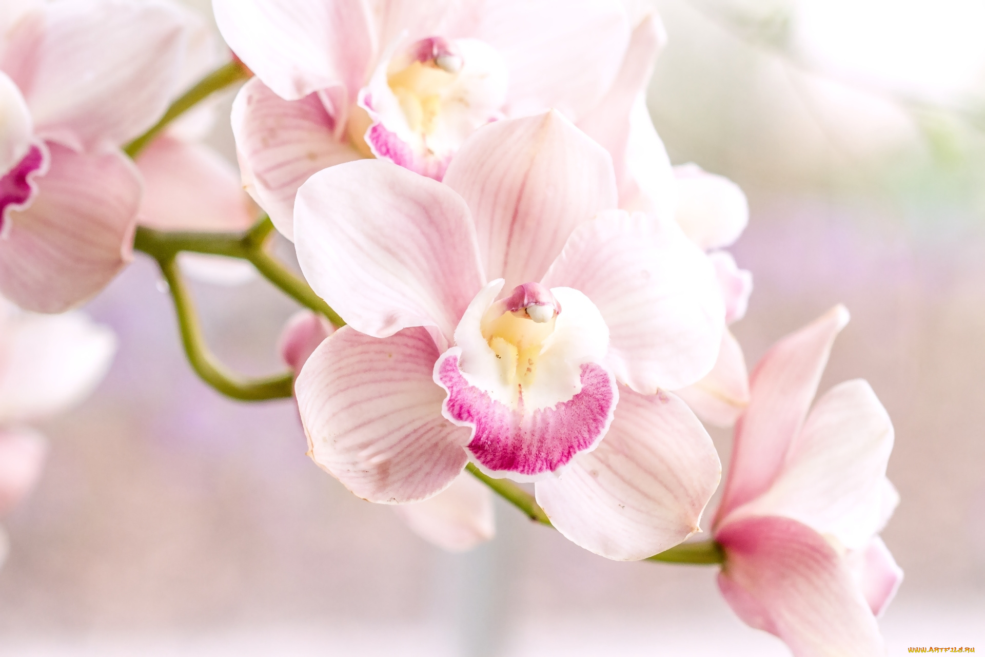 природа цветы розовые орхидеи nature flowers pink orchids без смс