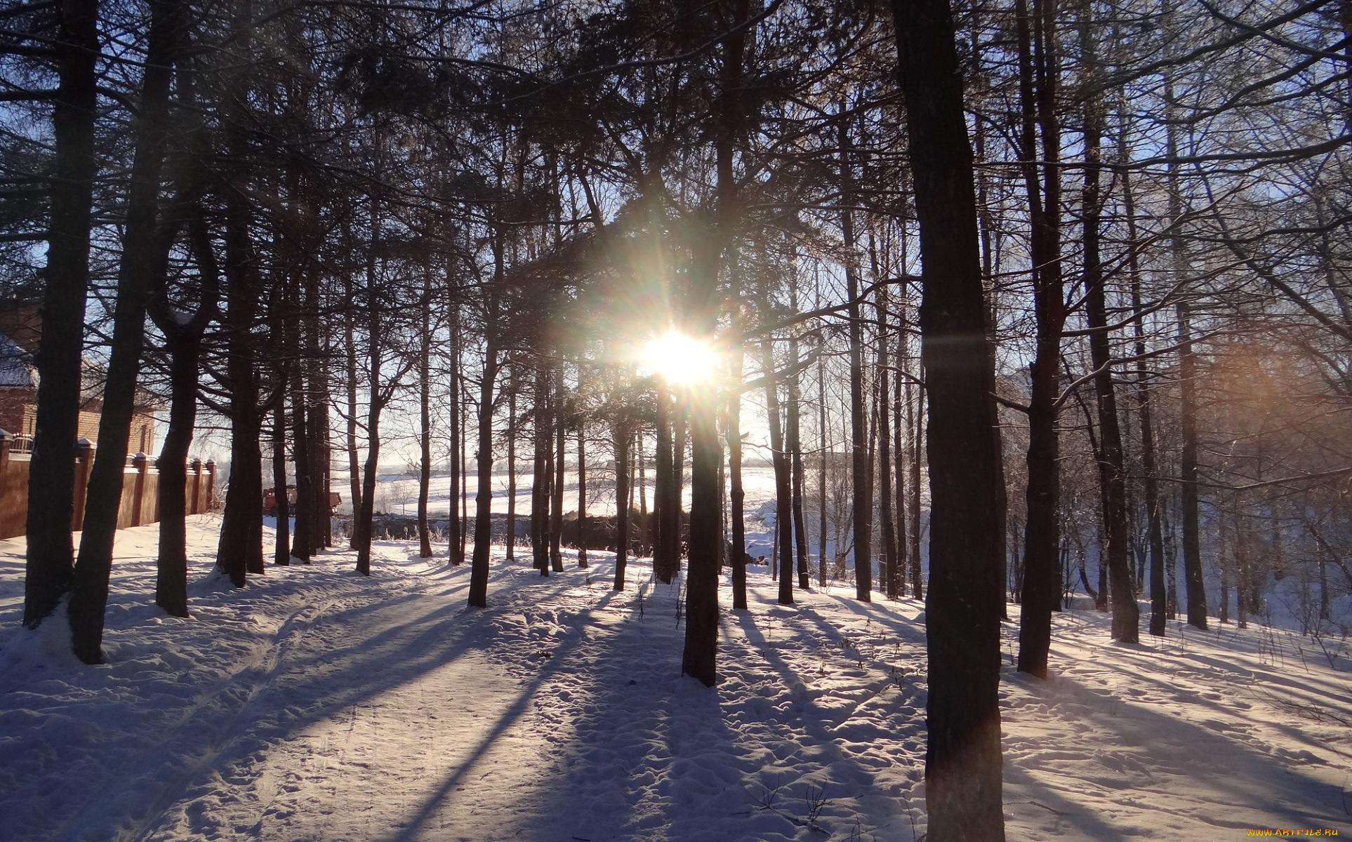 природа, зима, снег, лес, солнце, утро