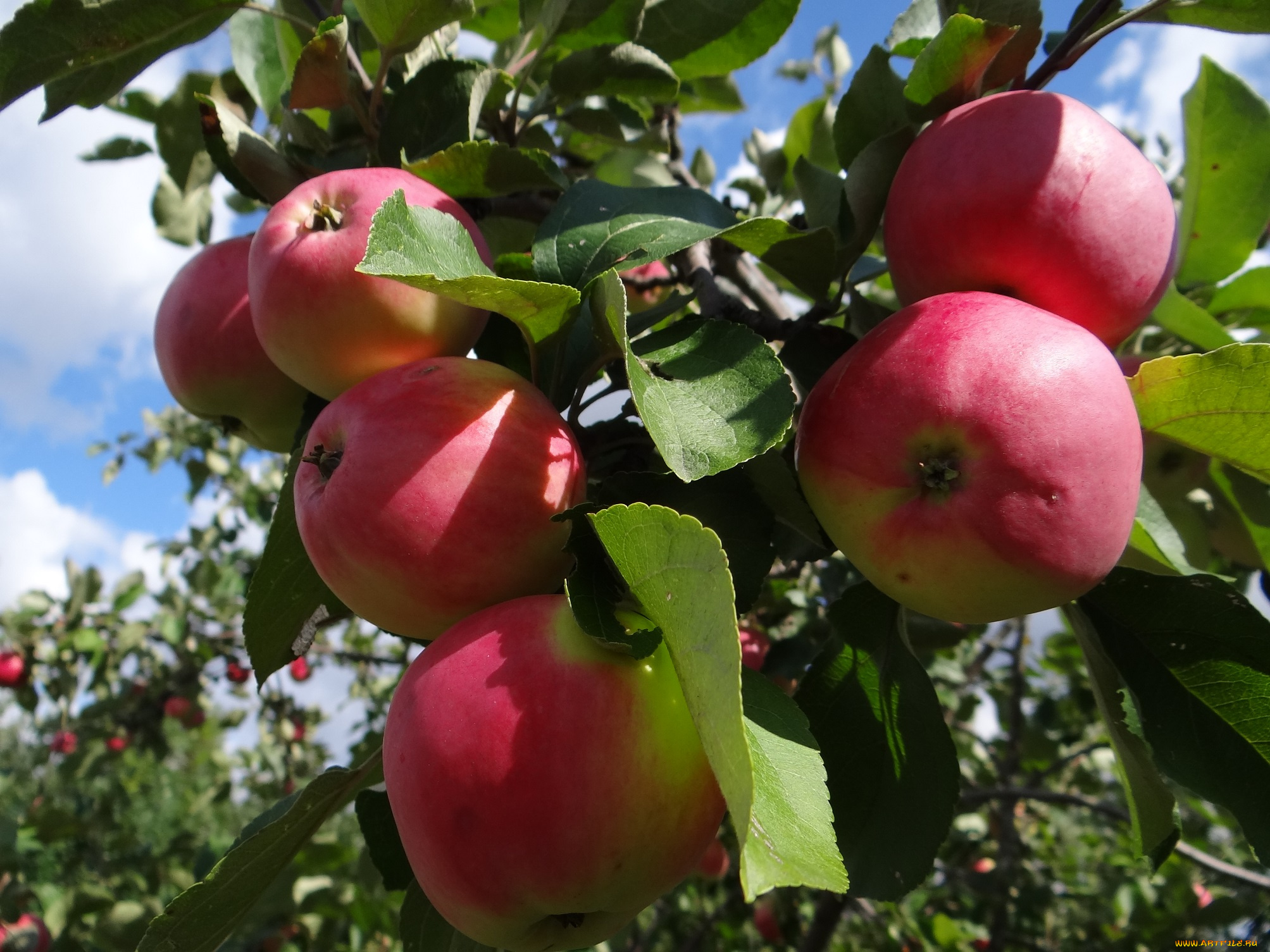 природа, плоды, яблоня, яблоки, листья, ветки