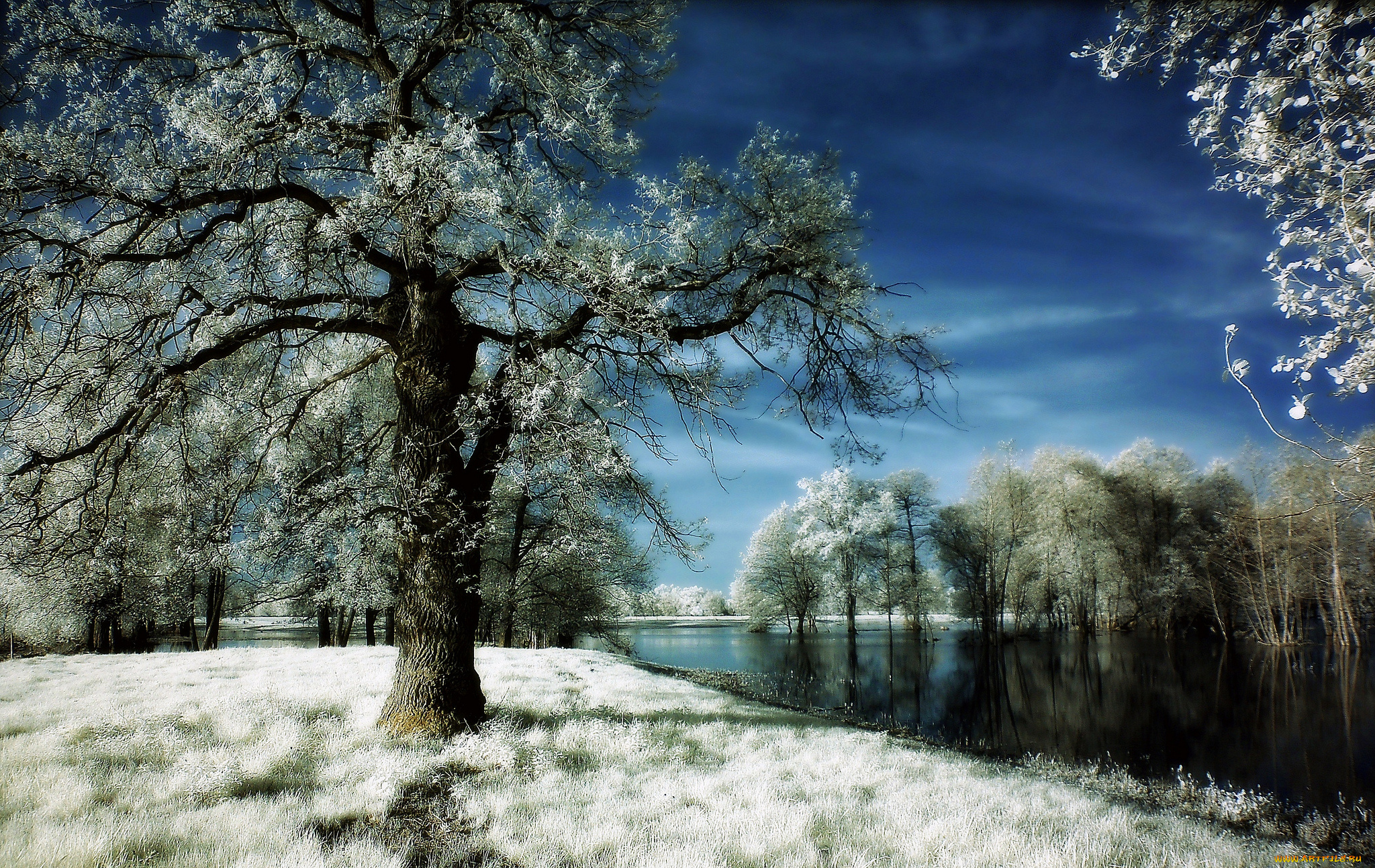 природа, зима, иней, деревья, река