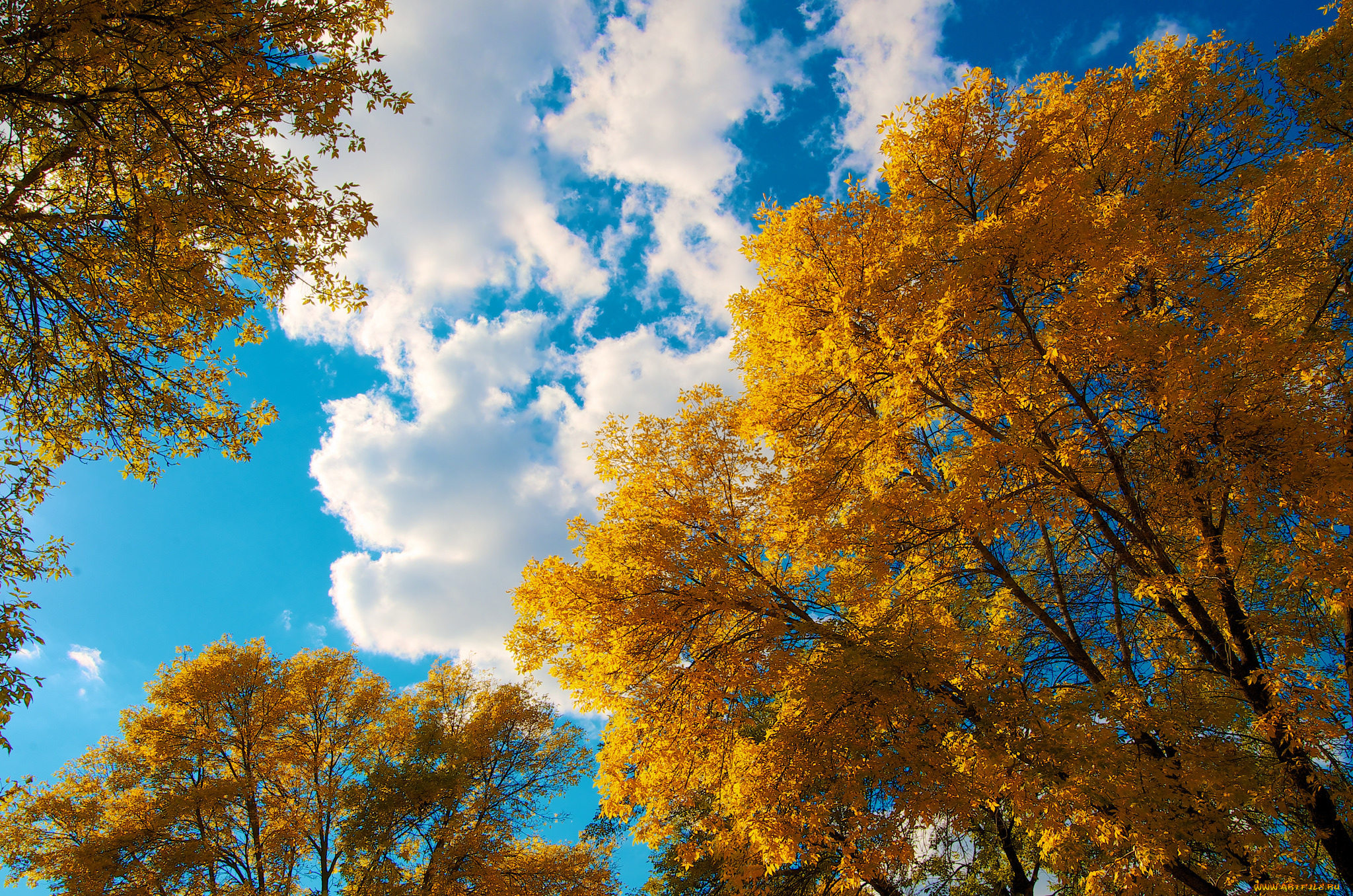 природа, деревья, осень, облака, небо, листья