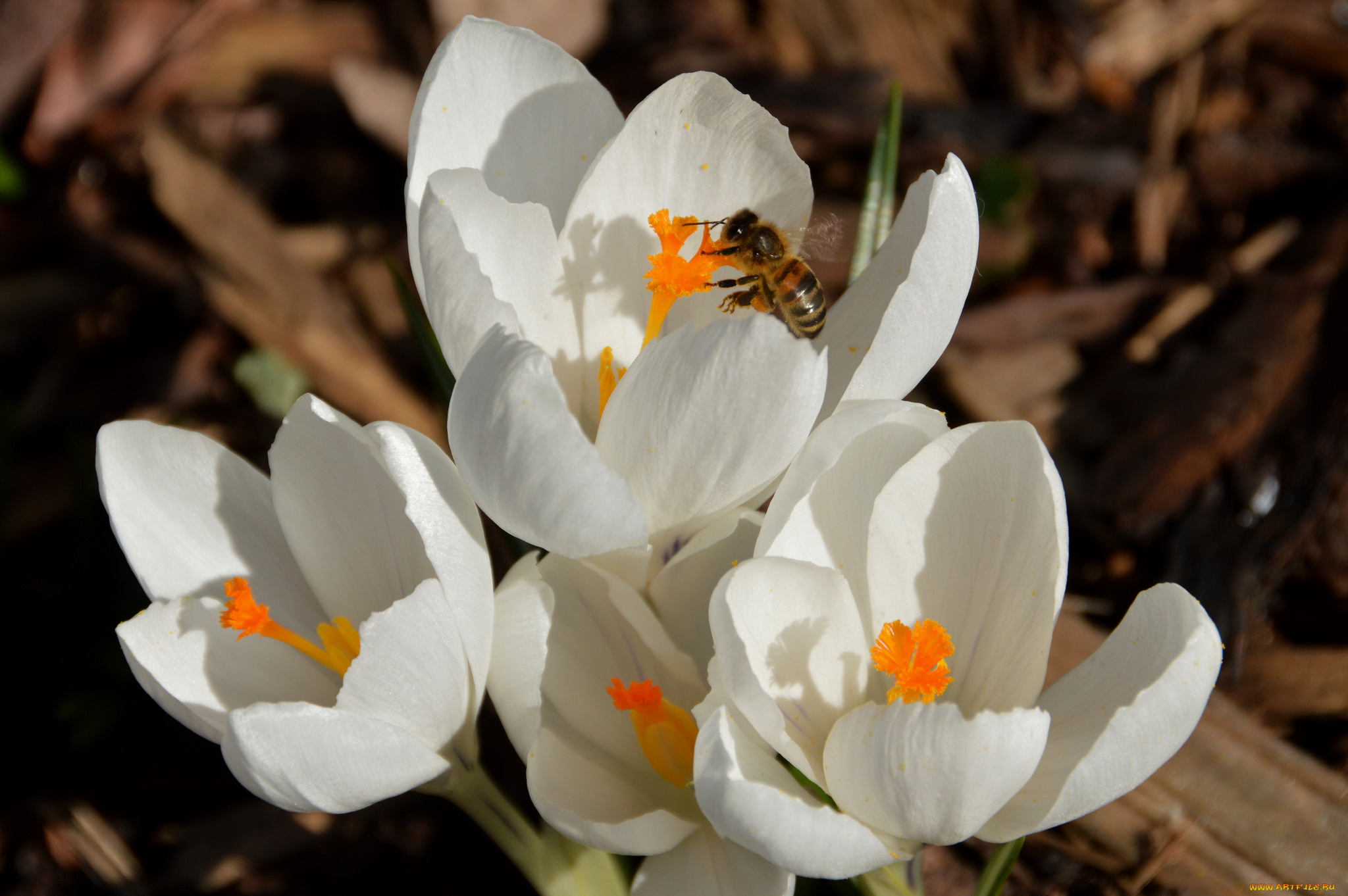 цветы, крокусы, пчела, насекомые, белые, весна, макро
