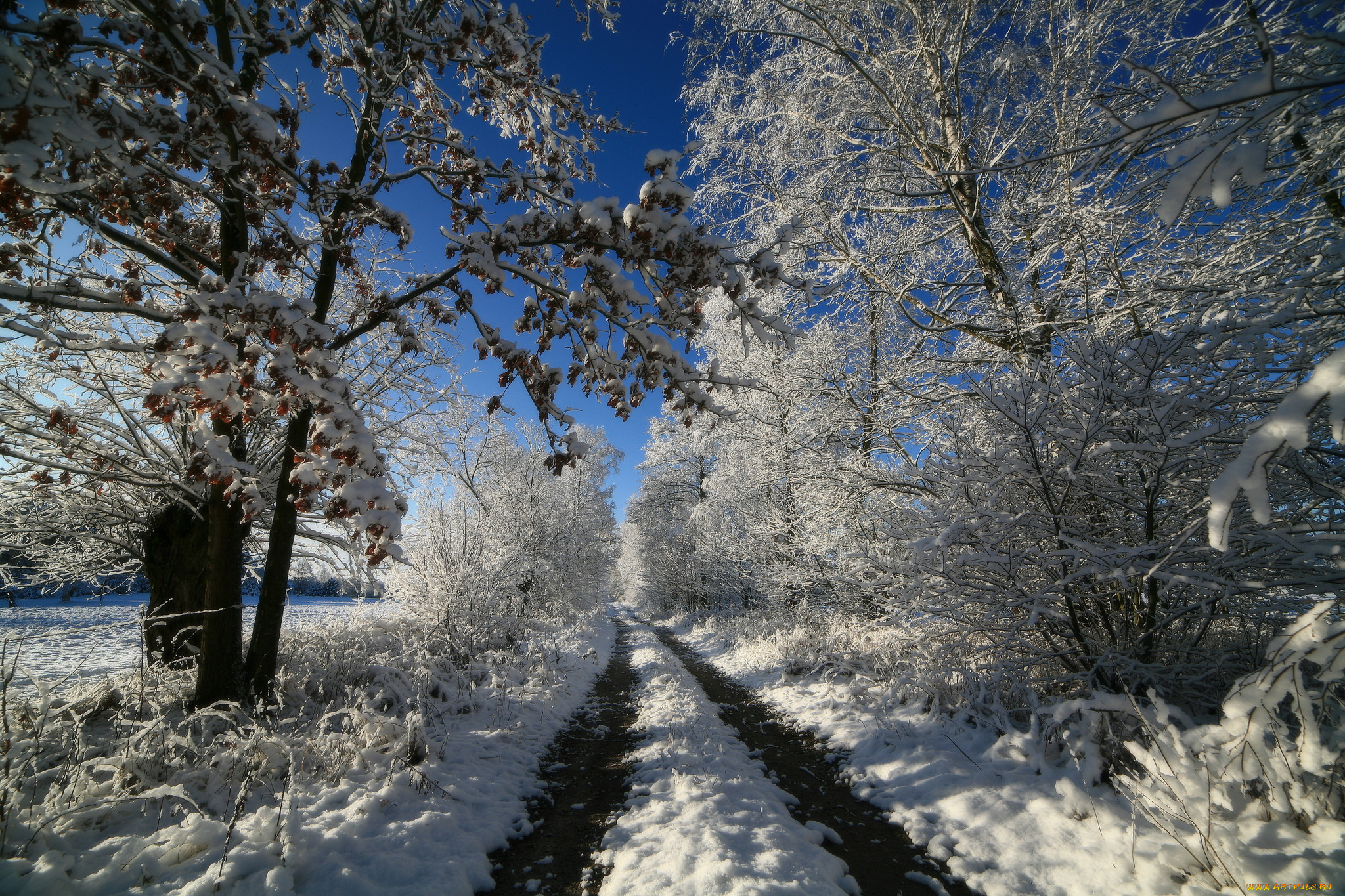 природа, зима, лес, колея, снег