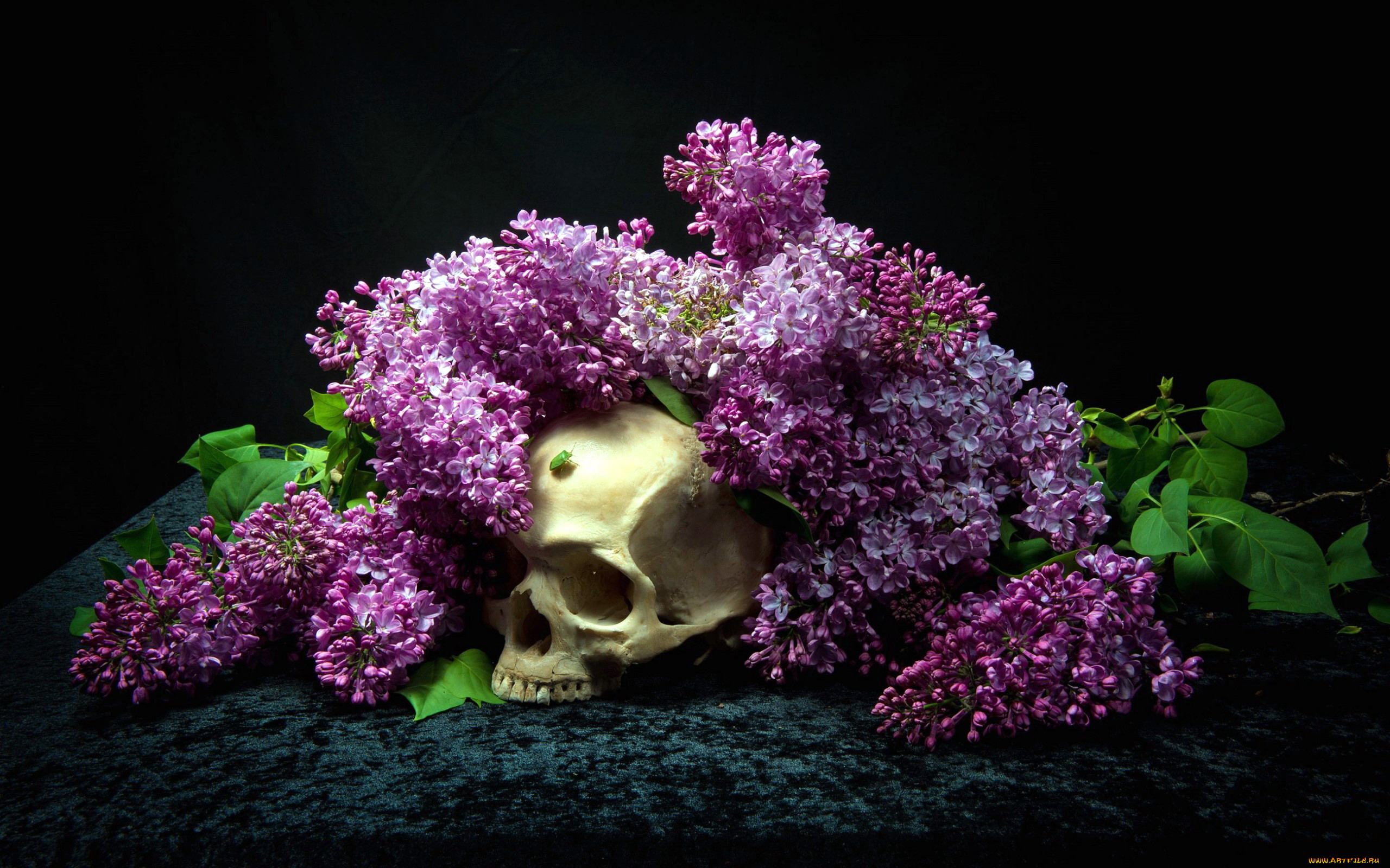 цветы, сирень, череп
