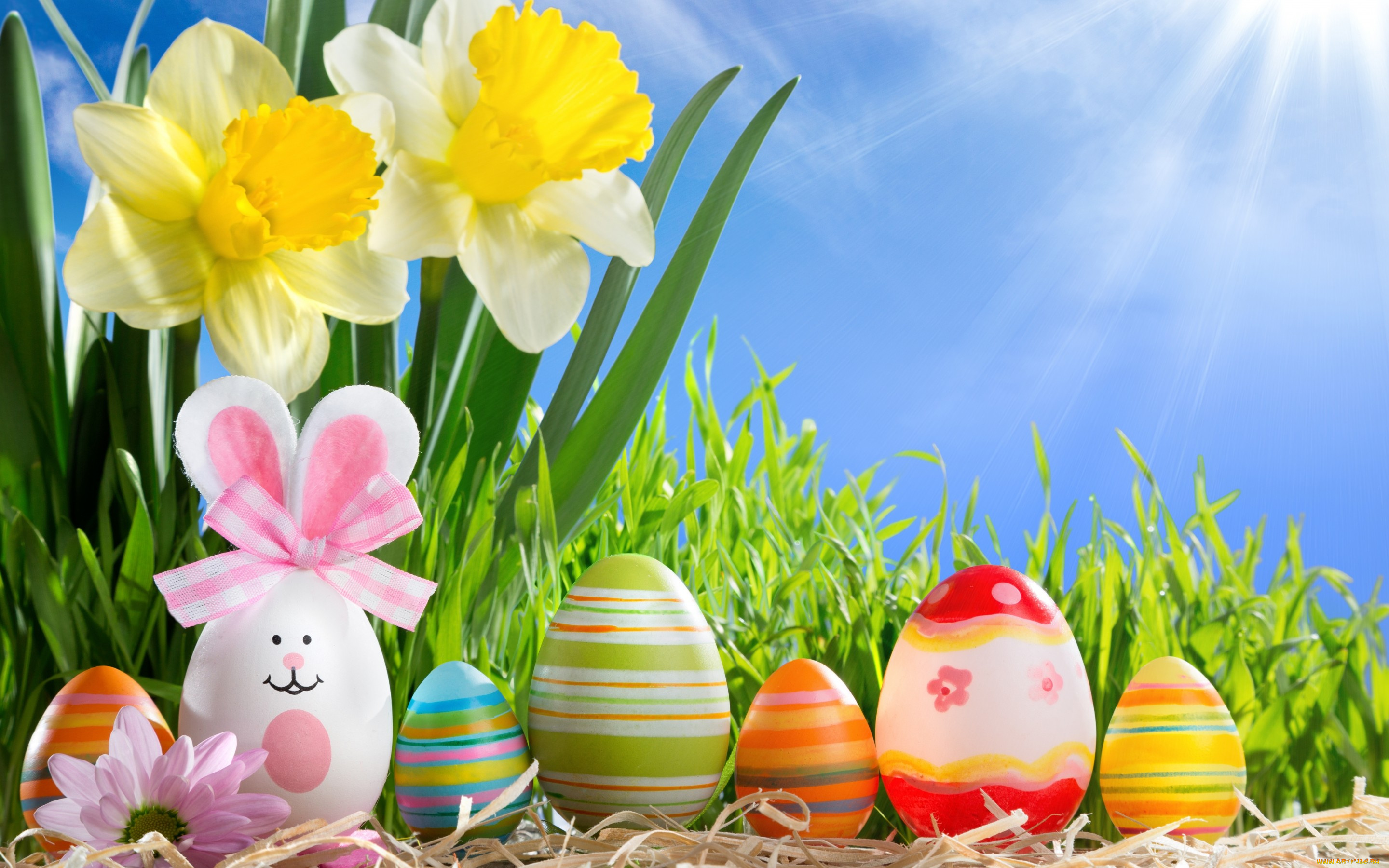 праздничные, пасха, happy, солнце, весна, flowers, eggs, sunshine, spring, easter, трава, нарциссы, цветы, яйца