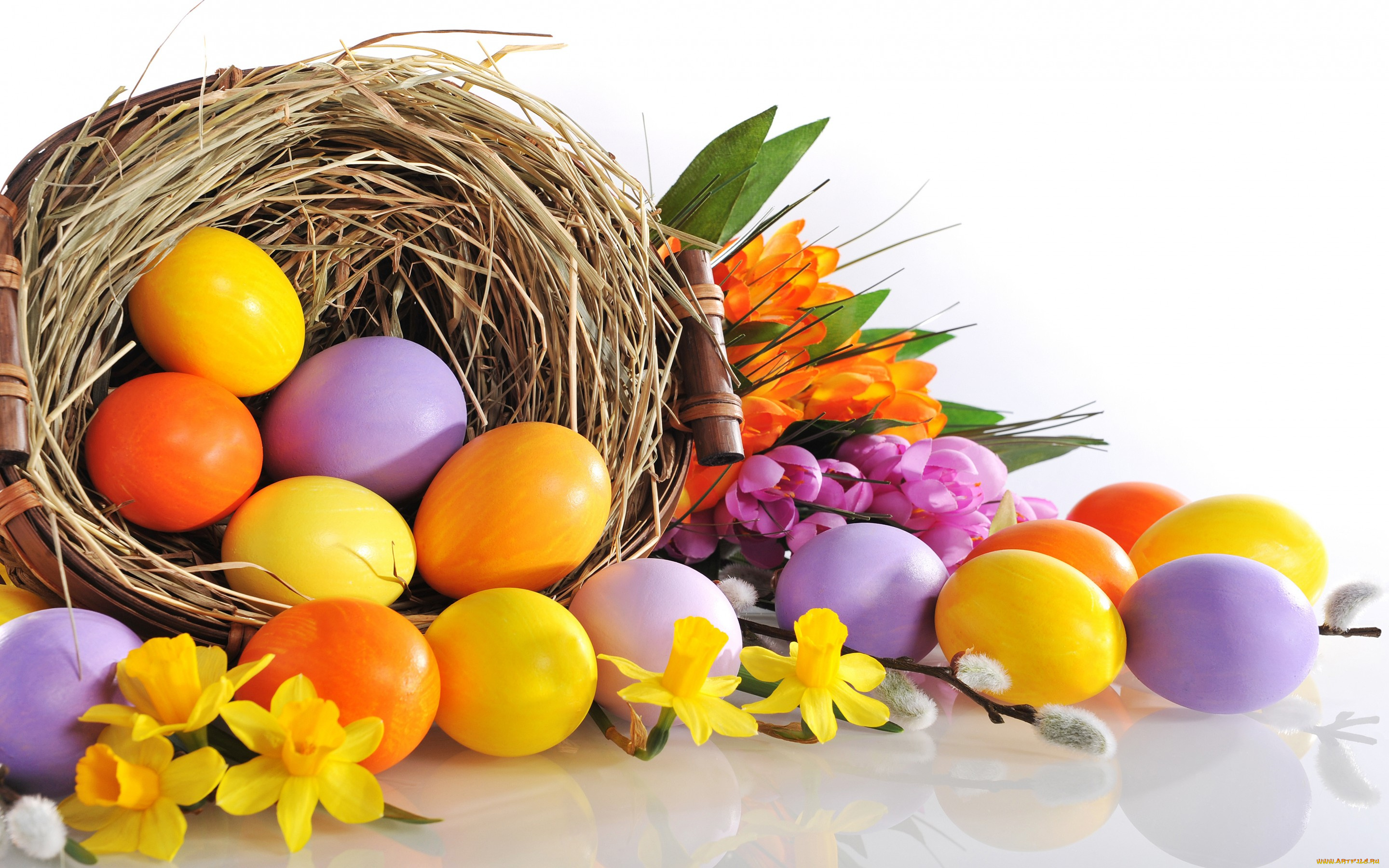 праздничные, пасха, нарциссы, цветы, яйца, easter, eggs, flowers