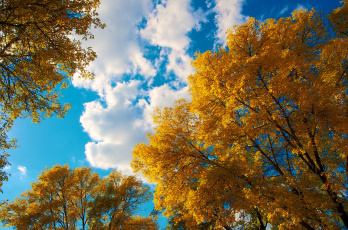 Картинка природа деревья осень облака небо листья