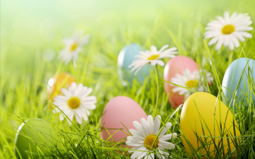 Картинка праздничные пасха поляна яйца ромашки трава flowers spring eggs easter