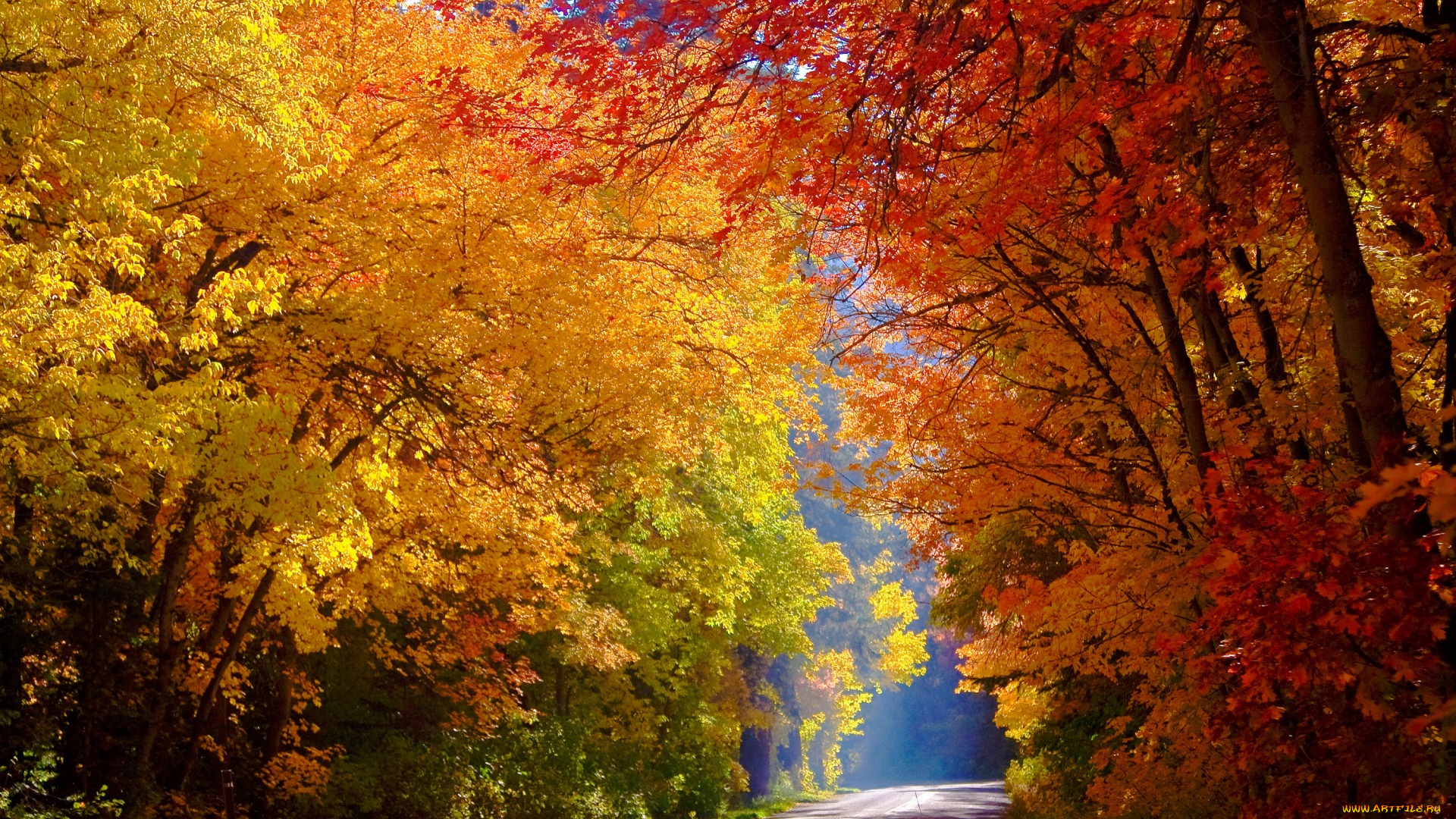 природа, дороги, лес, осень, деревья, дорога, желтые, красочно, солнечно
