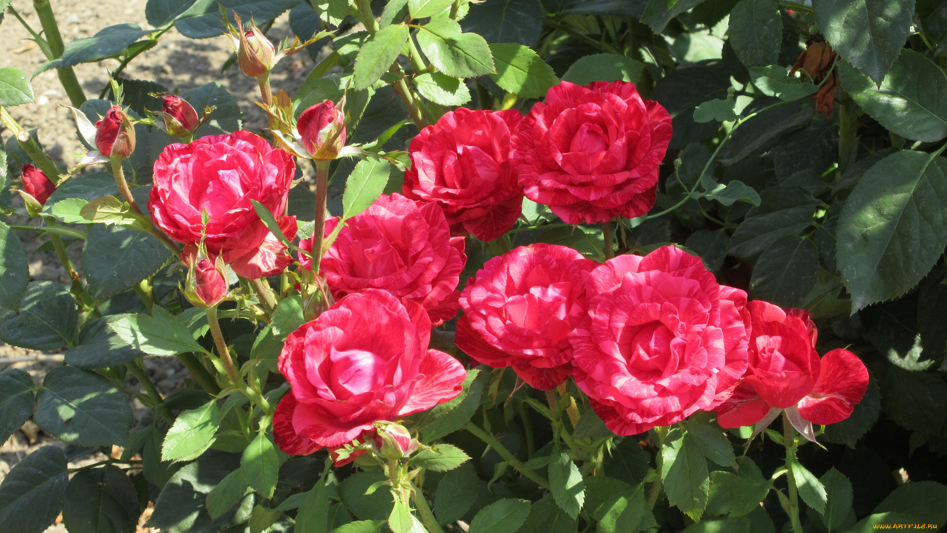 цветы, розы, лето, 2018, июнь