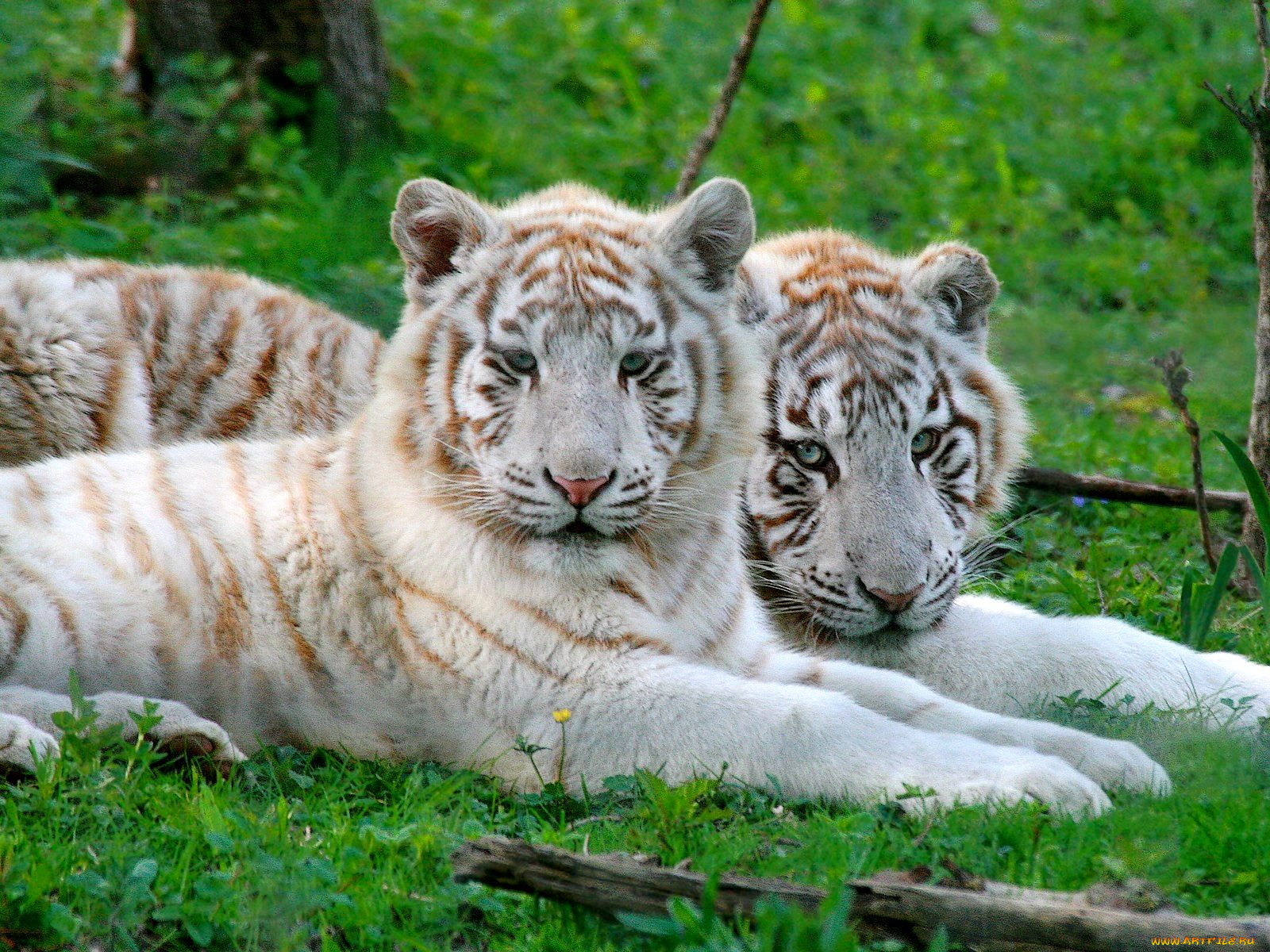 животные, тигры, белый, полосы, хищник