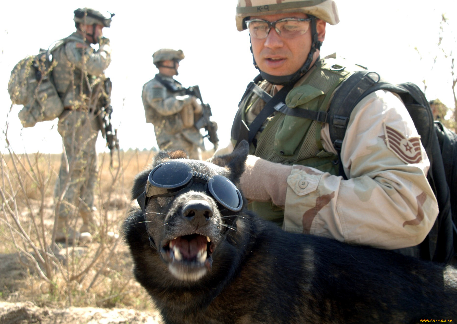 оружие, армия, спецназ, морпехи, собака, очки