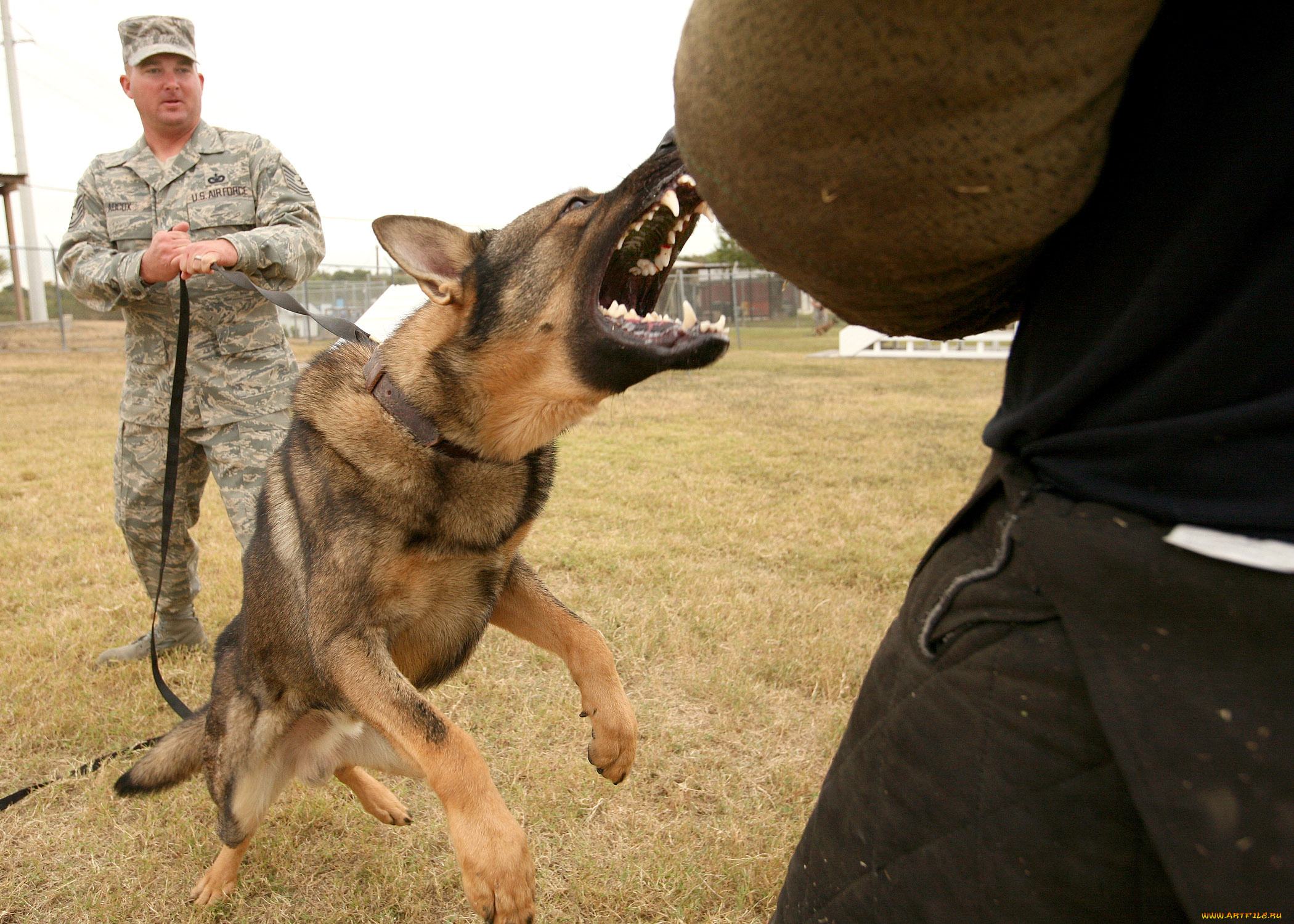 В мире не существует никчемного военного пса