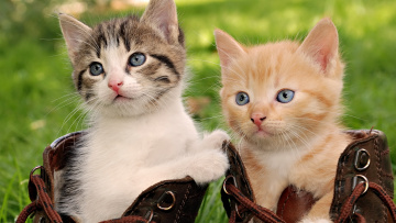 Картинка животные коты ботинки котята