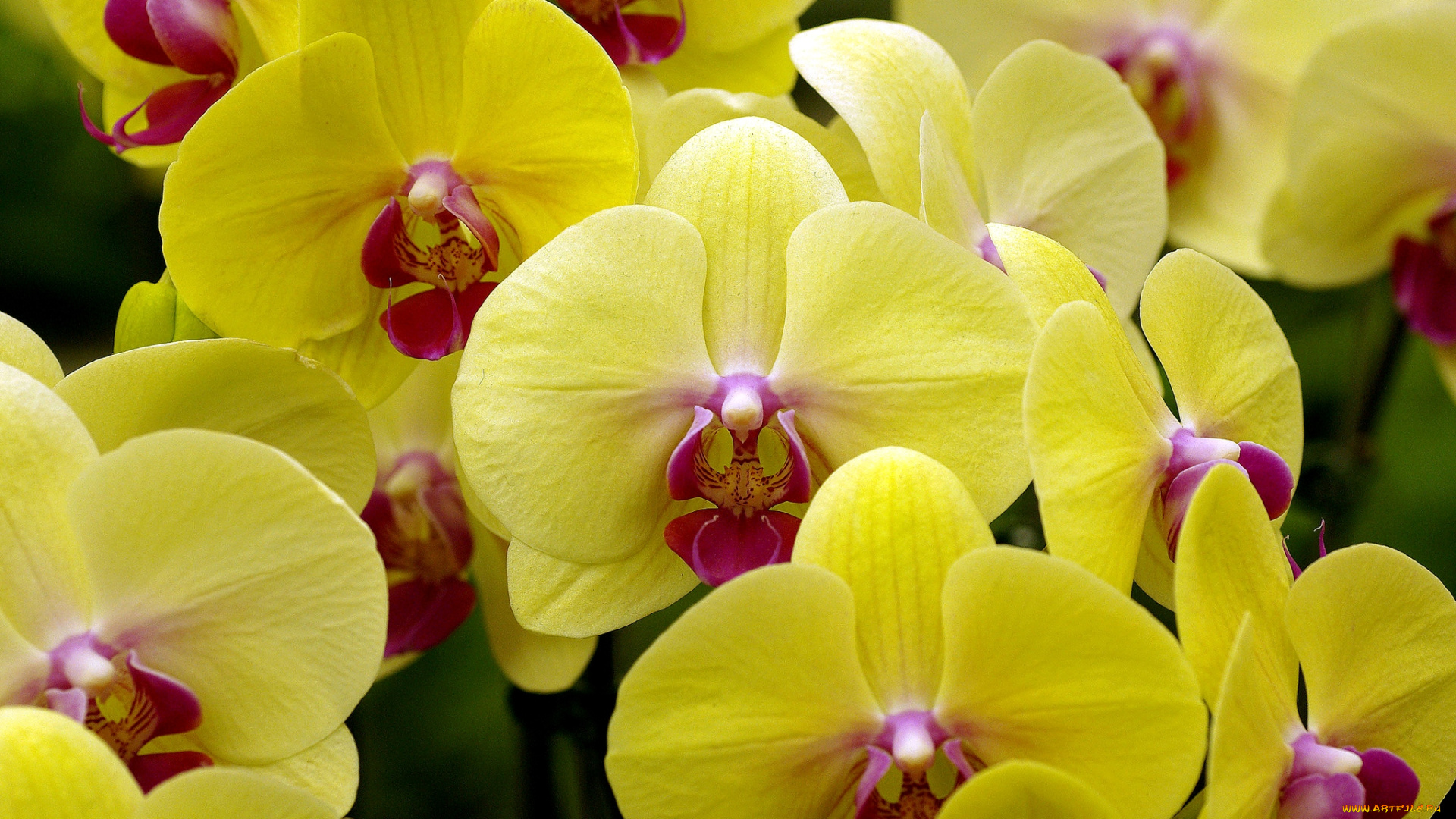 цветы, орхидеи, желтый