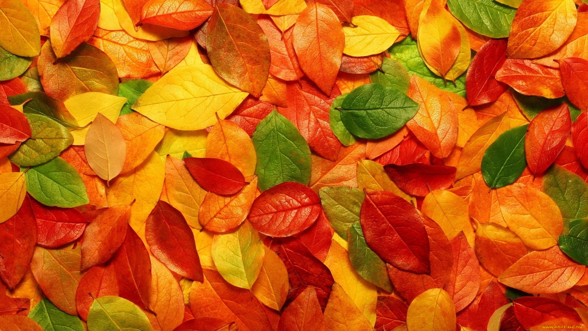 природа, листья, яркие, осень