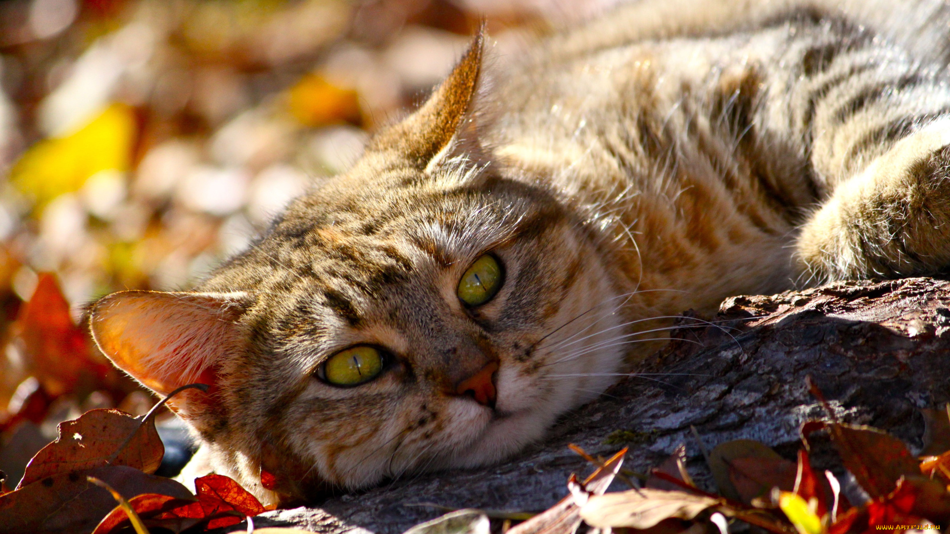 животные, коты, взгляд, котэ, листья