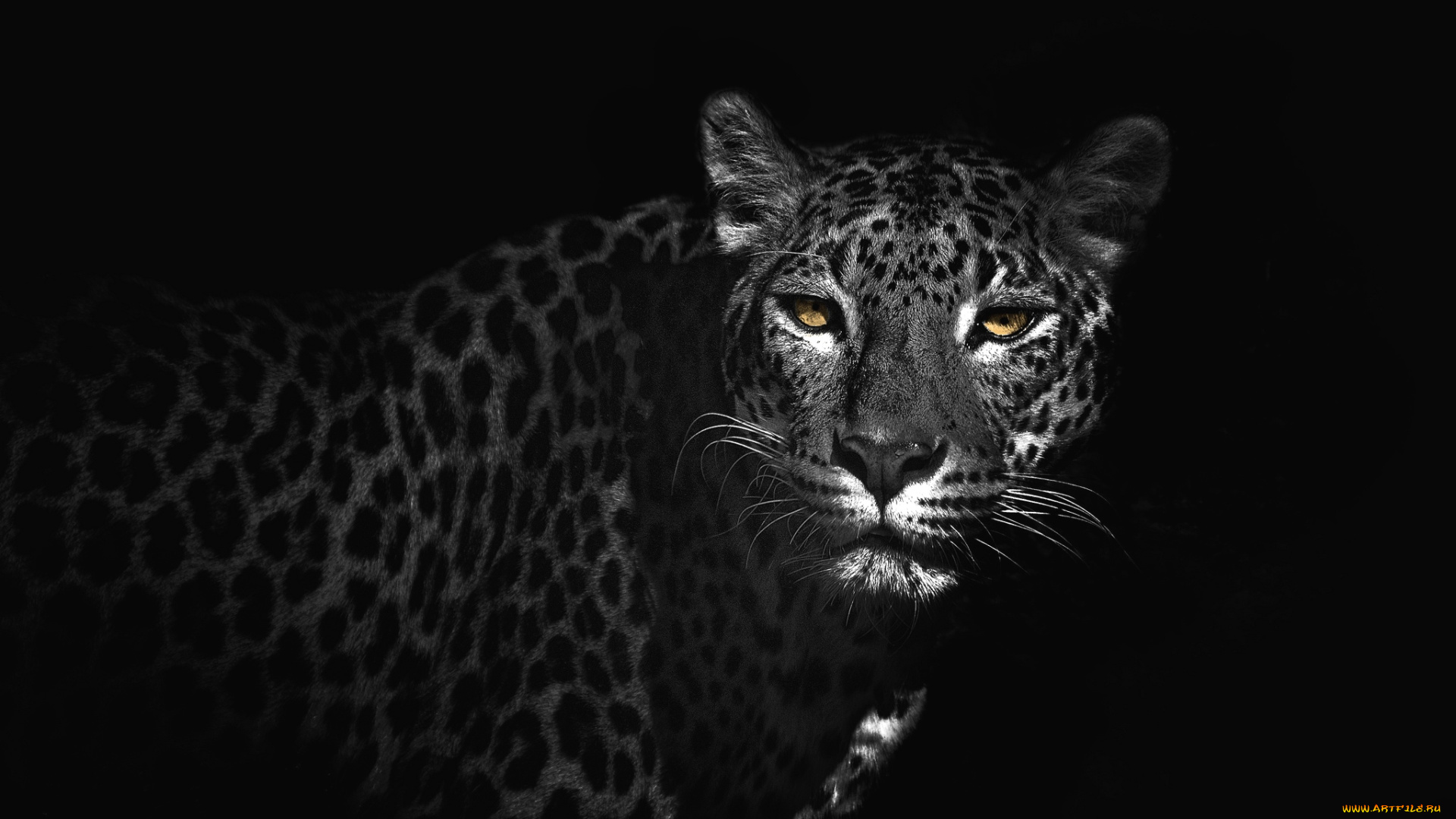 животные, леопарды, глаза, кошка