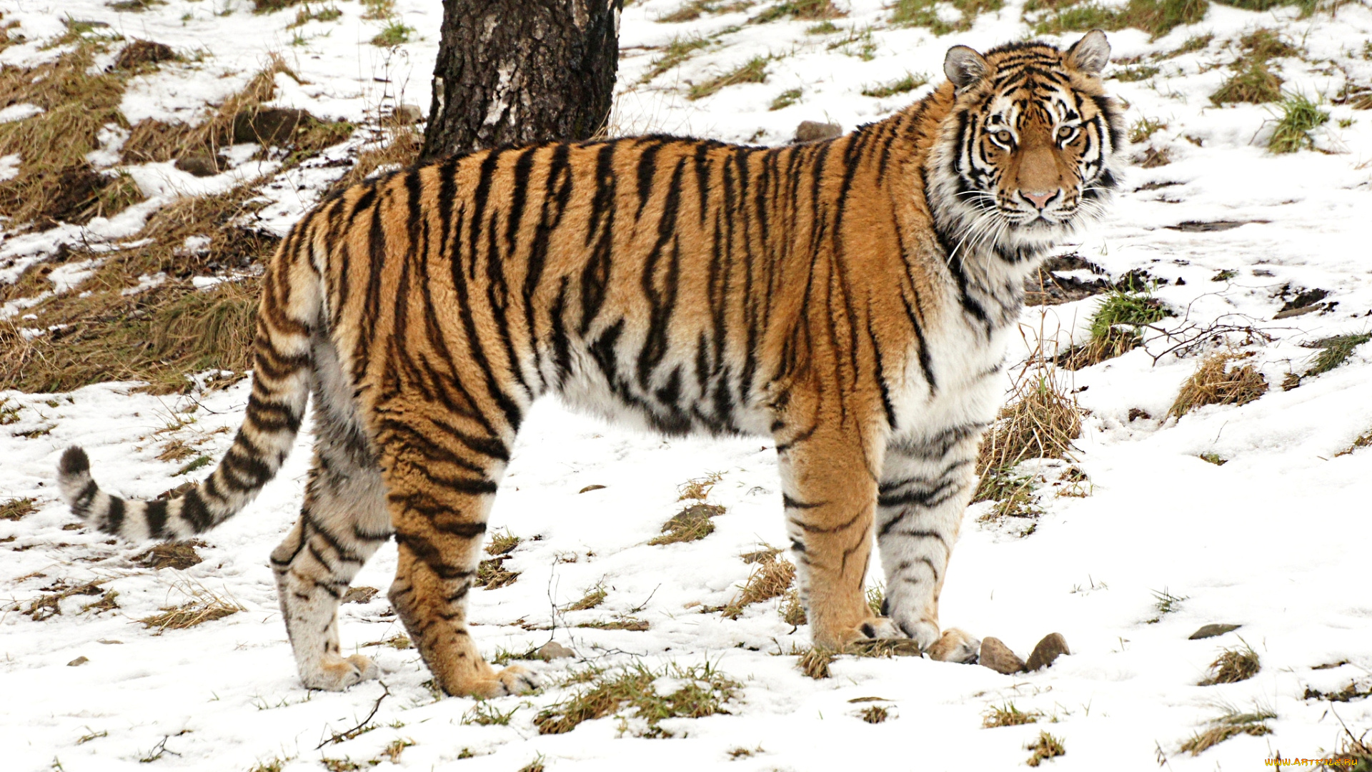 животные, тигры, красавец, снег