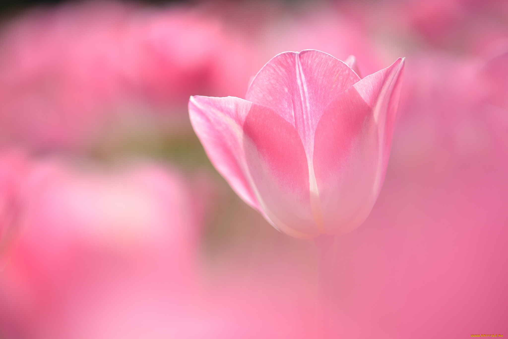 цветы, тюльпаны, нежность, бутон, розовый