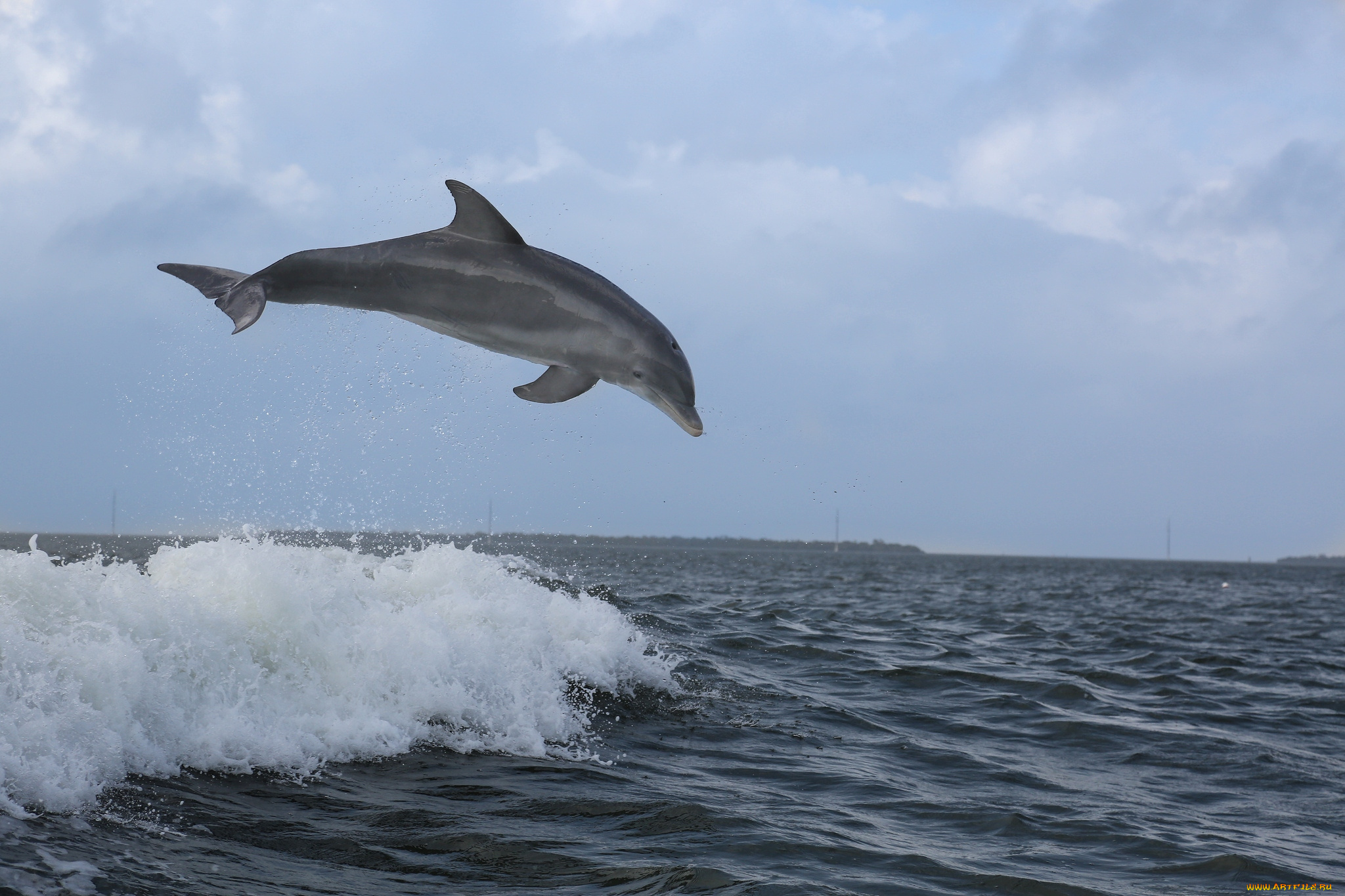 животные, дельфины, волна, прыжок