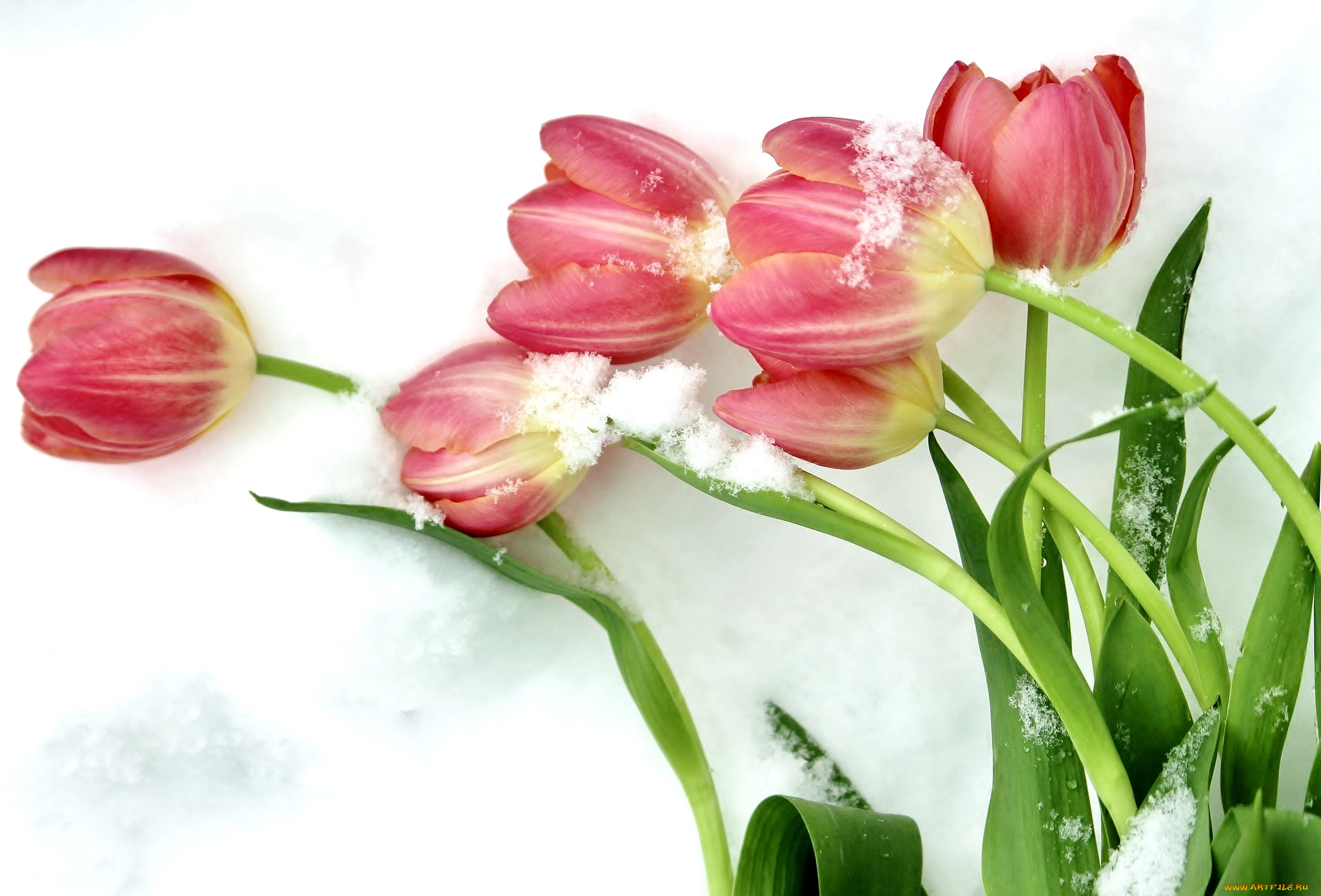 цветы, тюльпаны, снег, бутоны