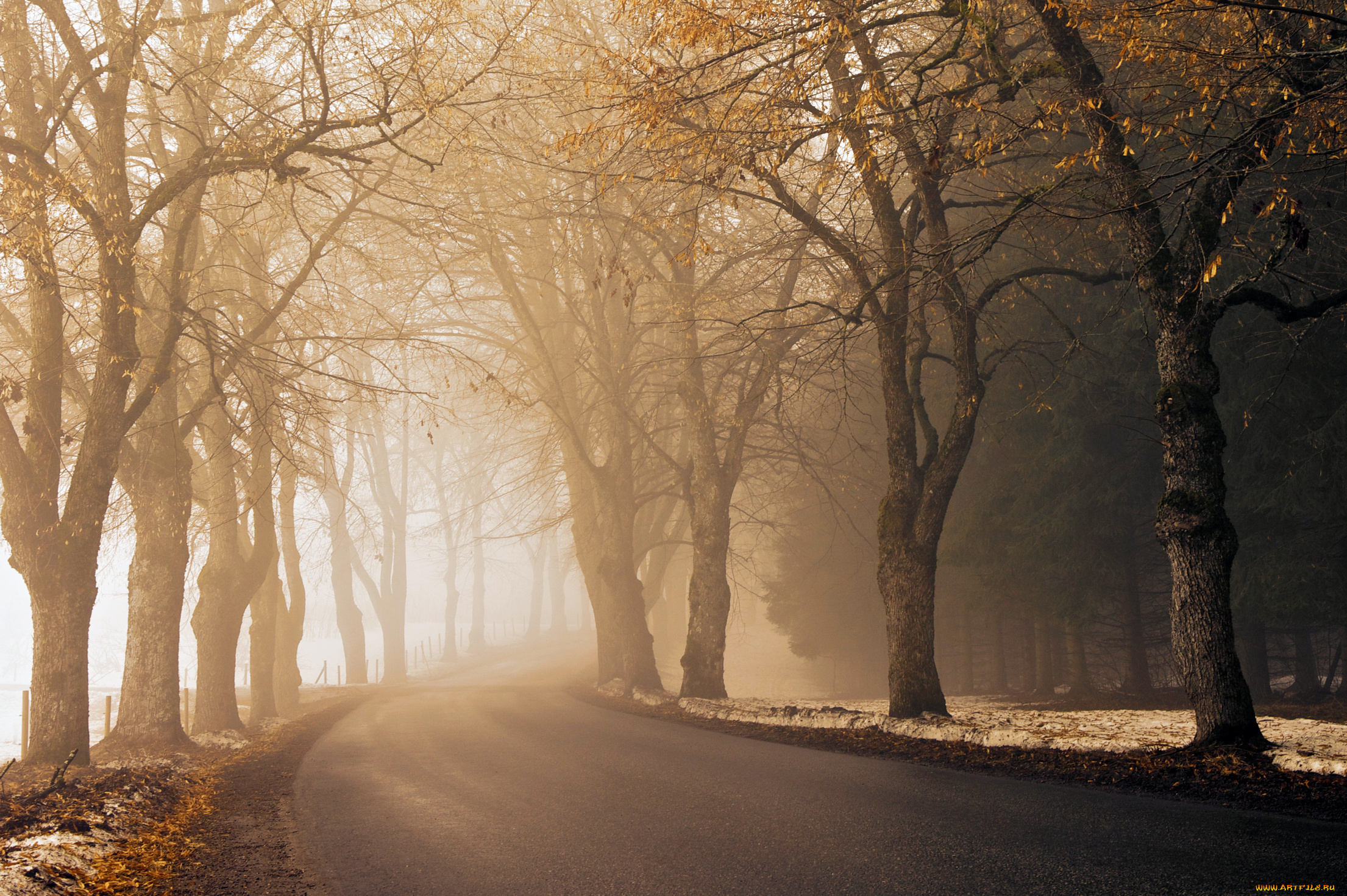 природа, дороги, поворот, туман, деревья, осень, дорога