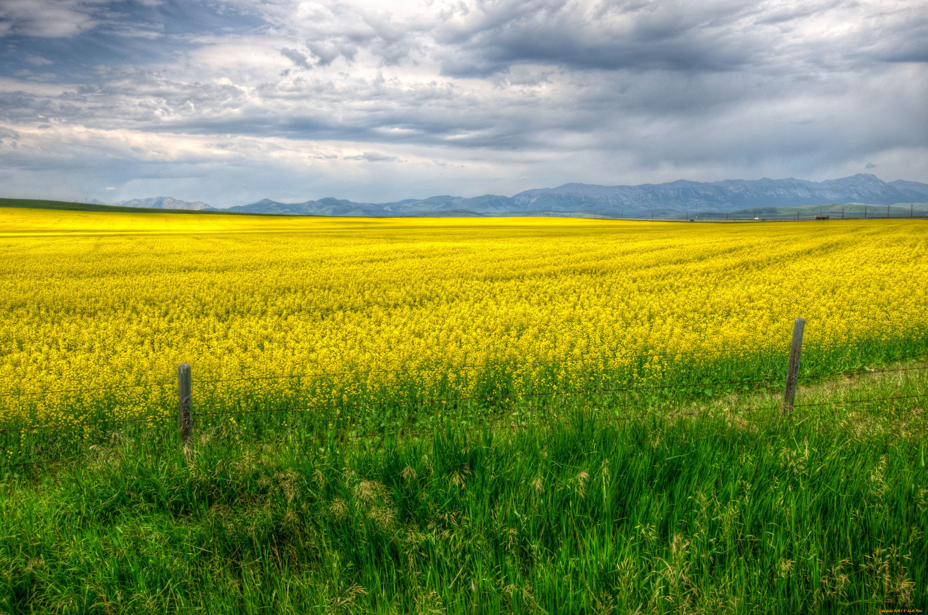 Поле ба. Природа поле. В поле. Жёлтая трава на полях. Желто зеленое поле.