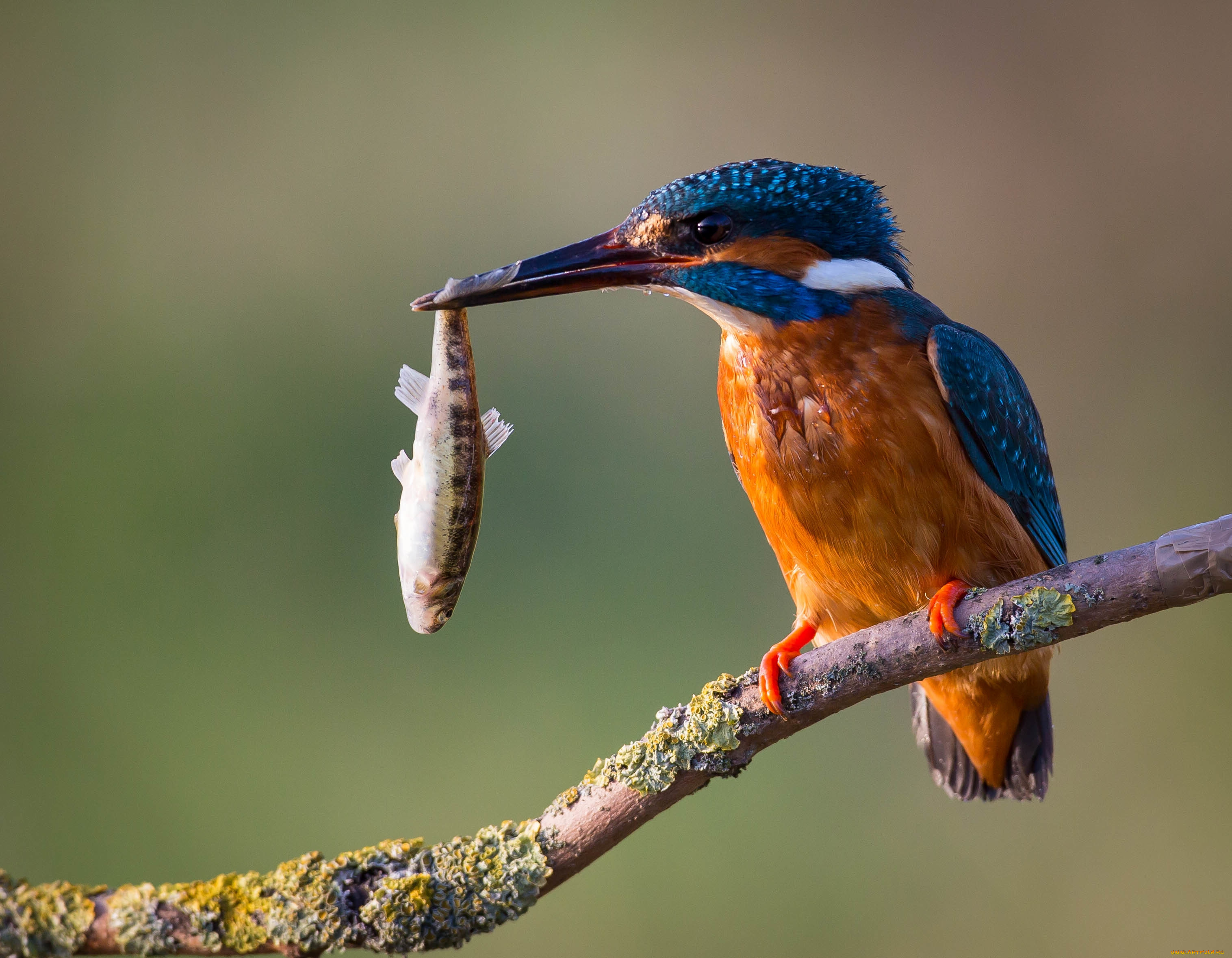 Fishing birds. Обыкновенный Зимородок. Зимородок Перелетная птица. Зимородок Кингфишер. Обыкновенный Зимородок самка.