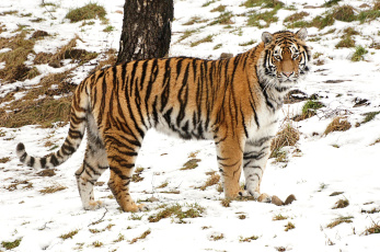 Картинка животные тигры красавец снег