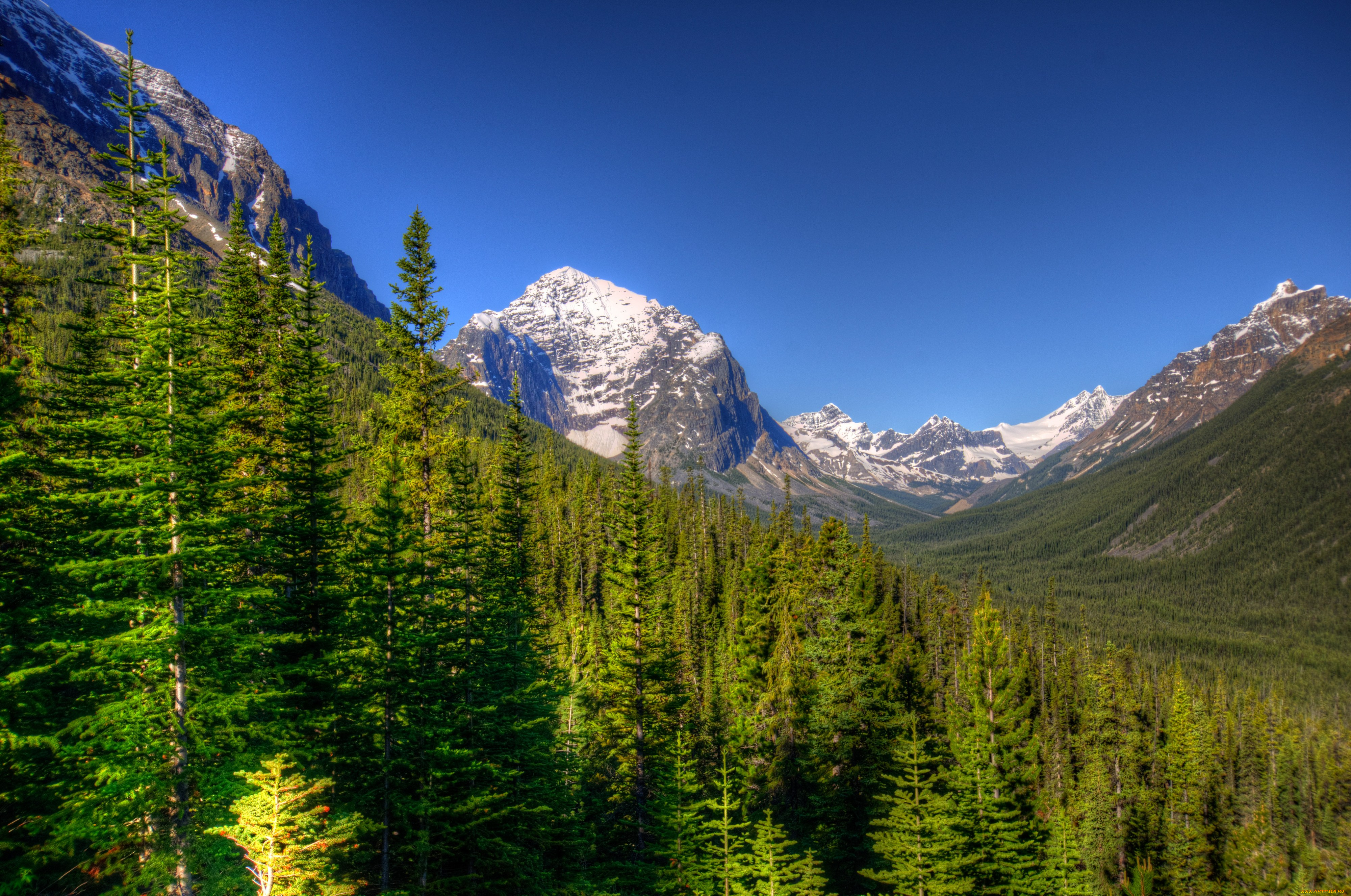 Forest canada