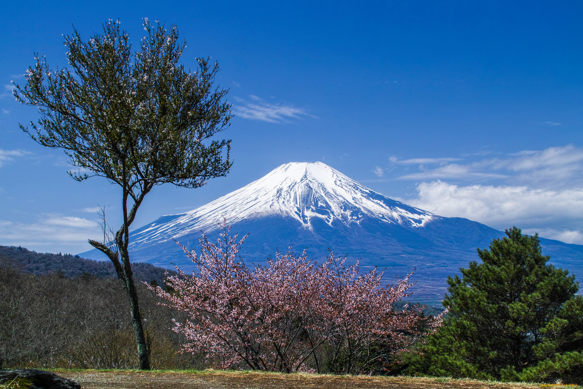 fuji, and, sakura, природа, горы, гора, равнина, дерево