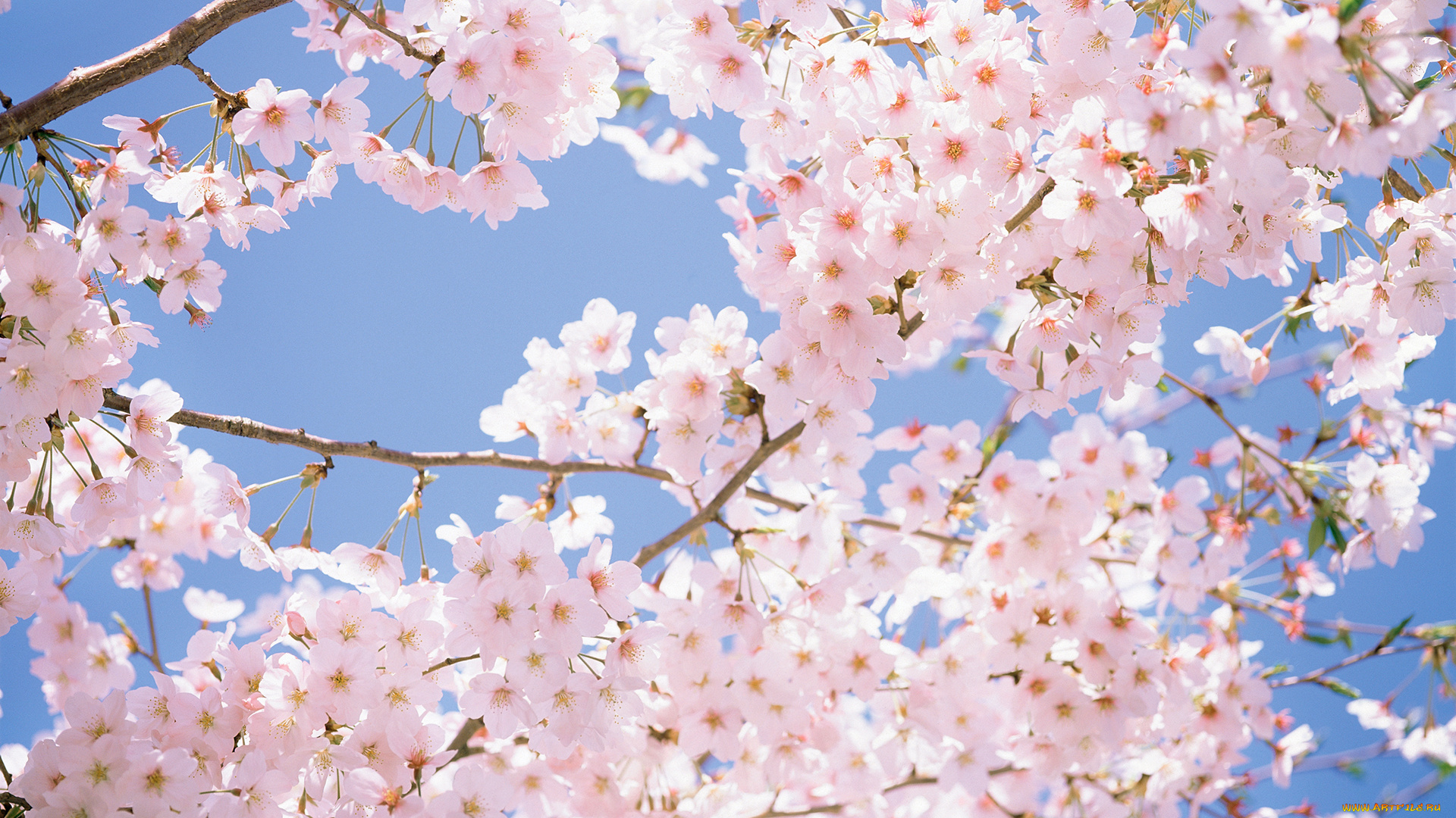 цветы, сакура, , вишня, вишня, дерево, цветение, весна