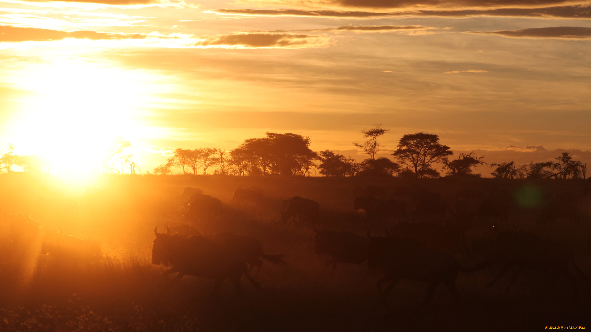 животные, антилопы, гну, африка, закат, солнце, савана