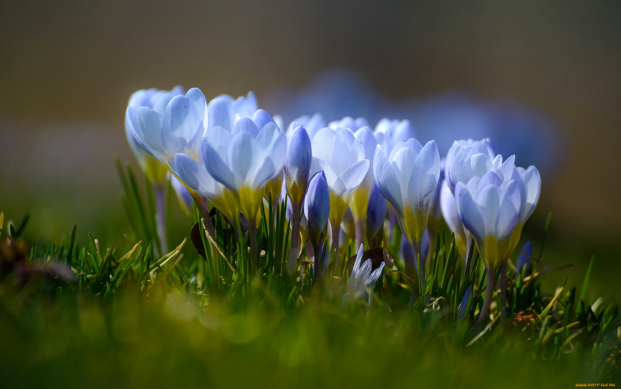 Spring blues. Пролески, подснежники, крокусы. Весна природа. Весна цветы. Ранние весенние цветы.