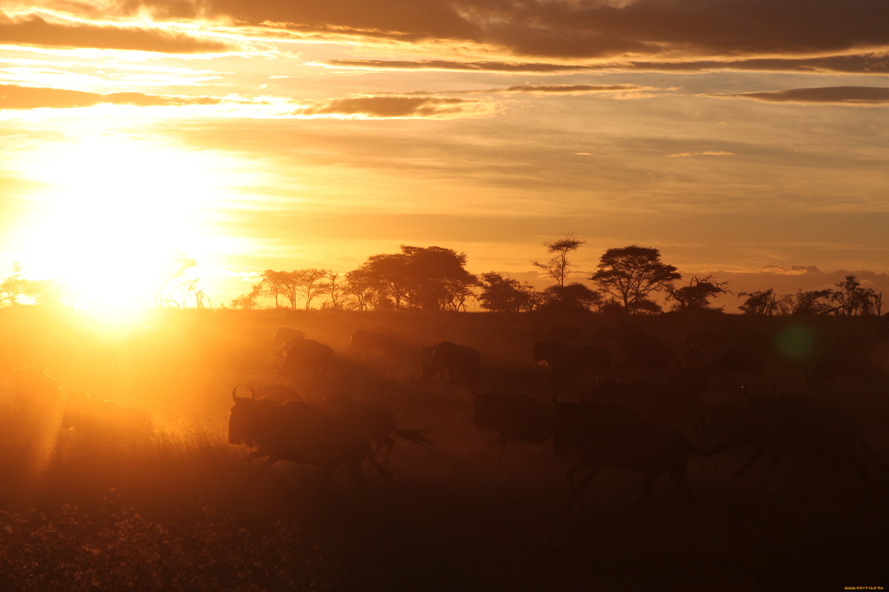 животные, антилопы, гну, африка, закат, солнце, савана