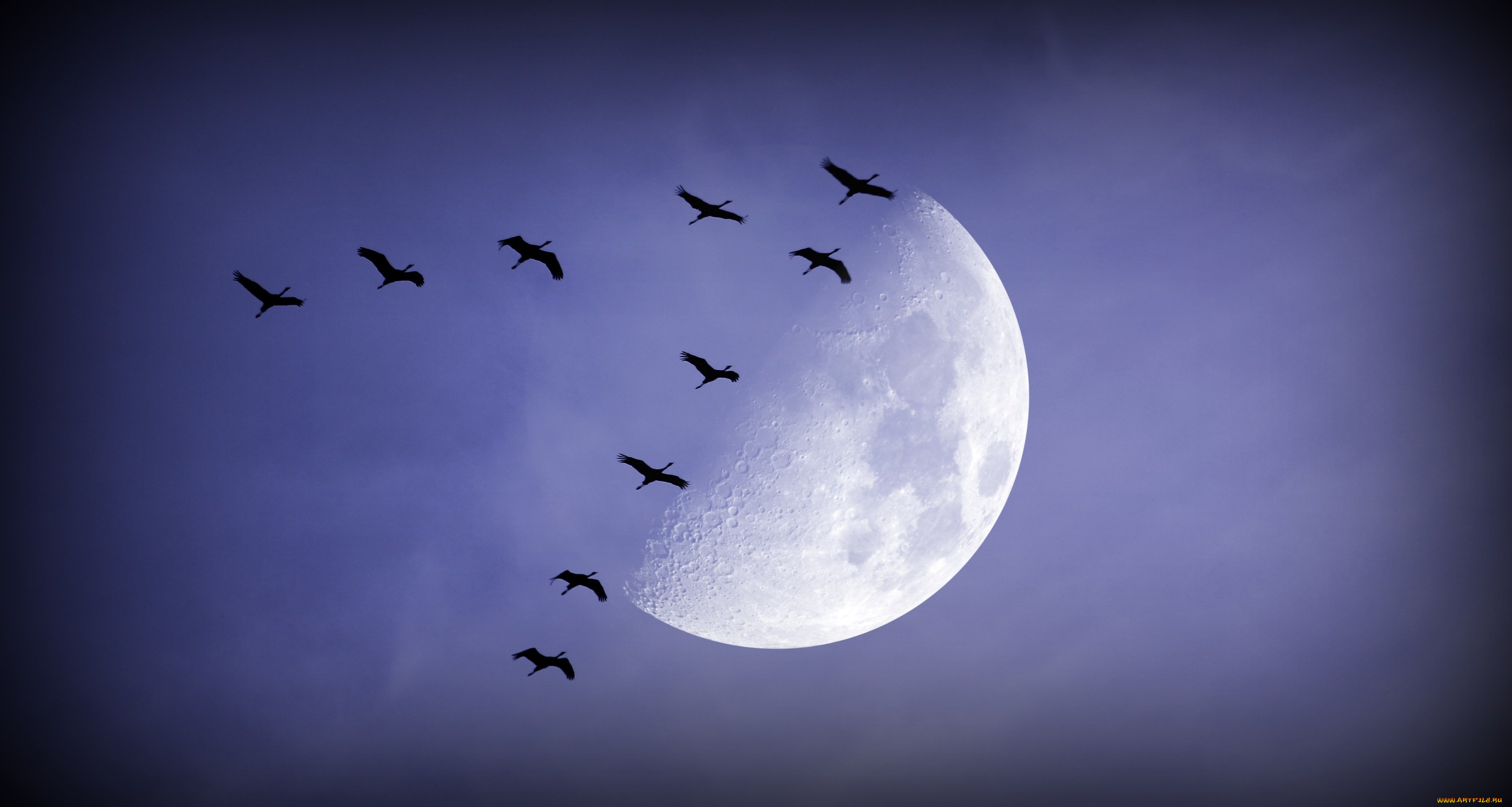 животные, птицы, луна, ночь