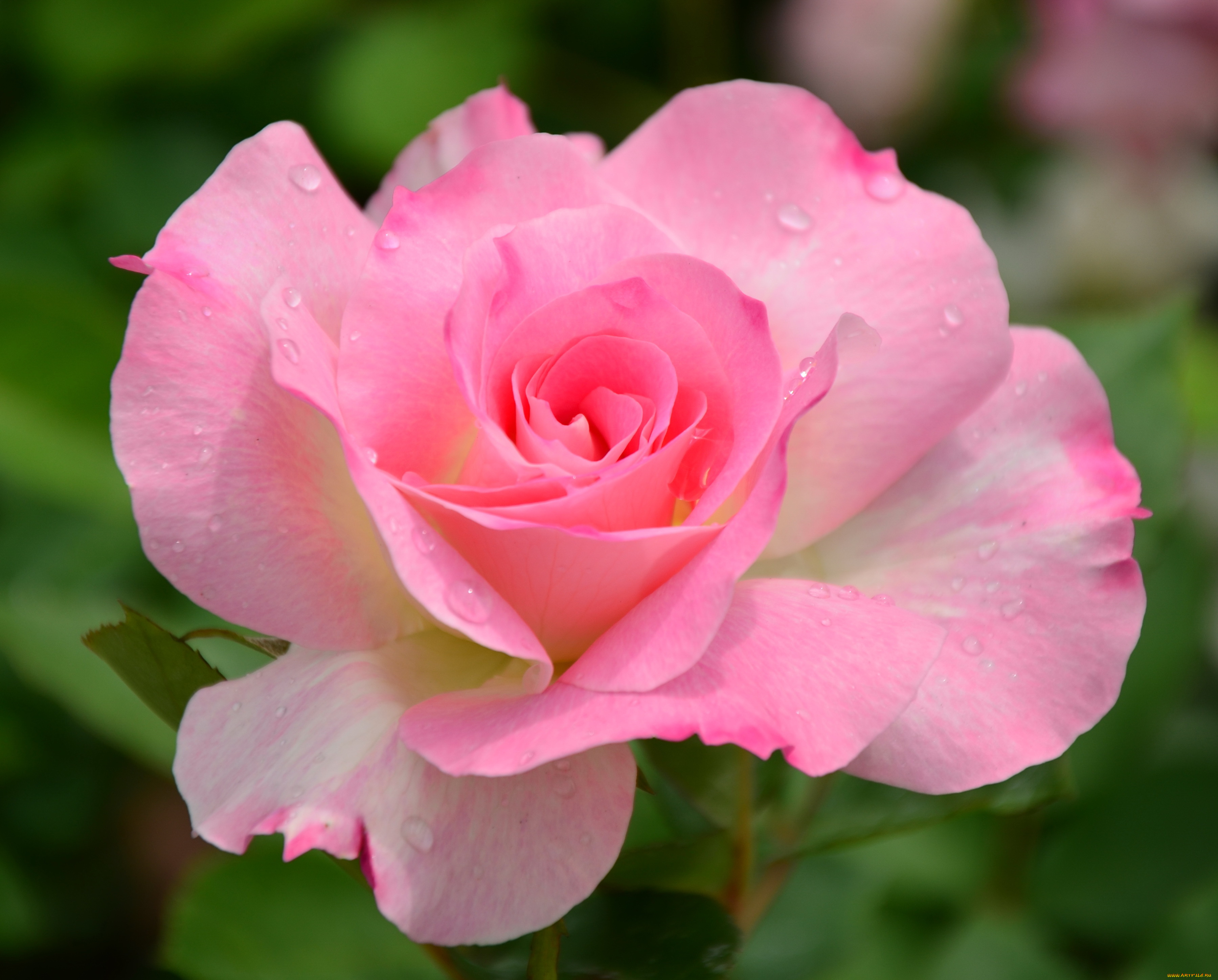 Цветы розы фото. Роза Эсмеральда чайно-гибридная. Роза Лавли Пинк. Роза Эминенс. Роза Виен Роуз.