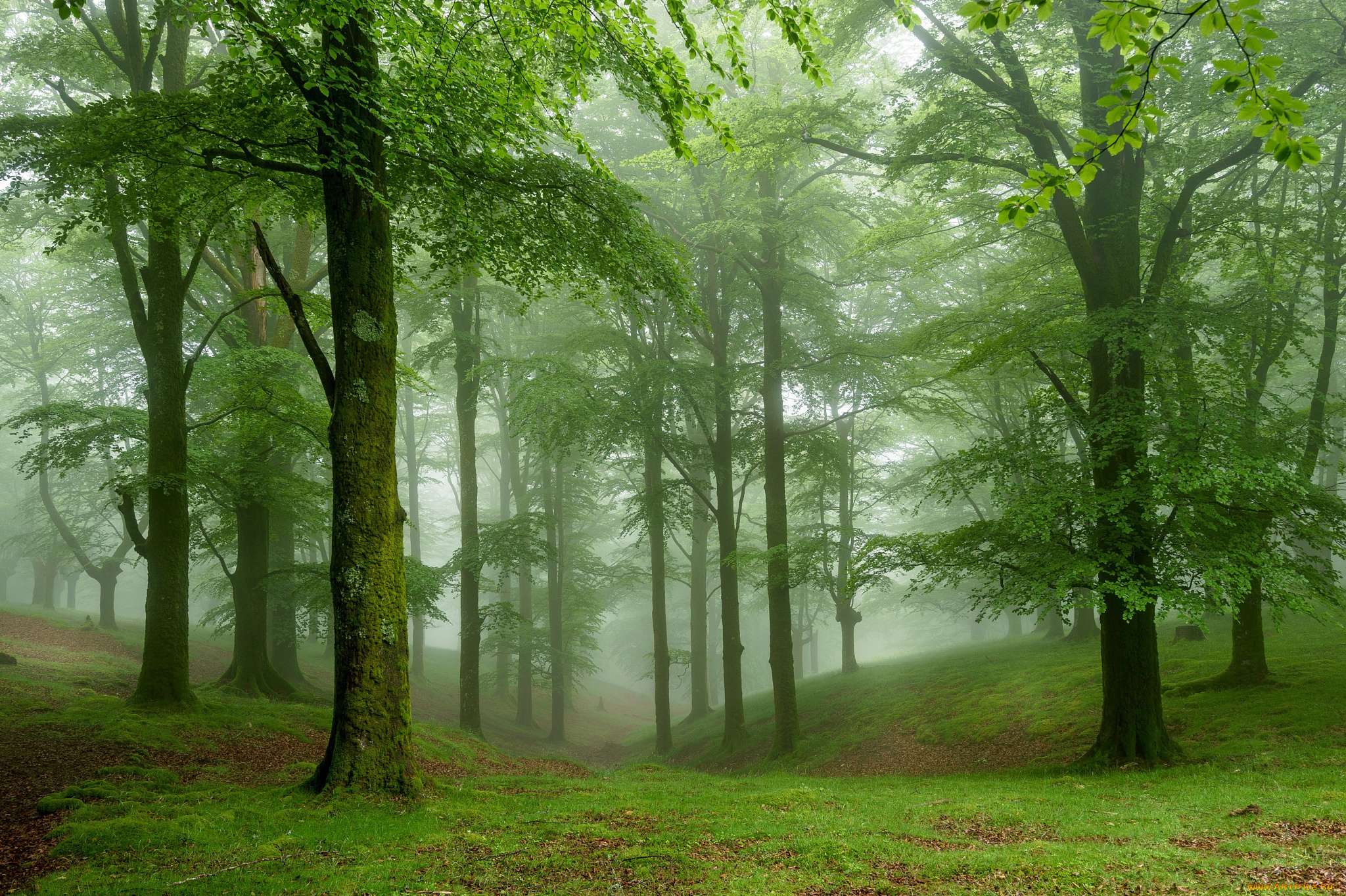 природа, лес, зелень, мох, туман, деревья, трава