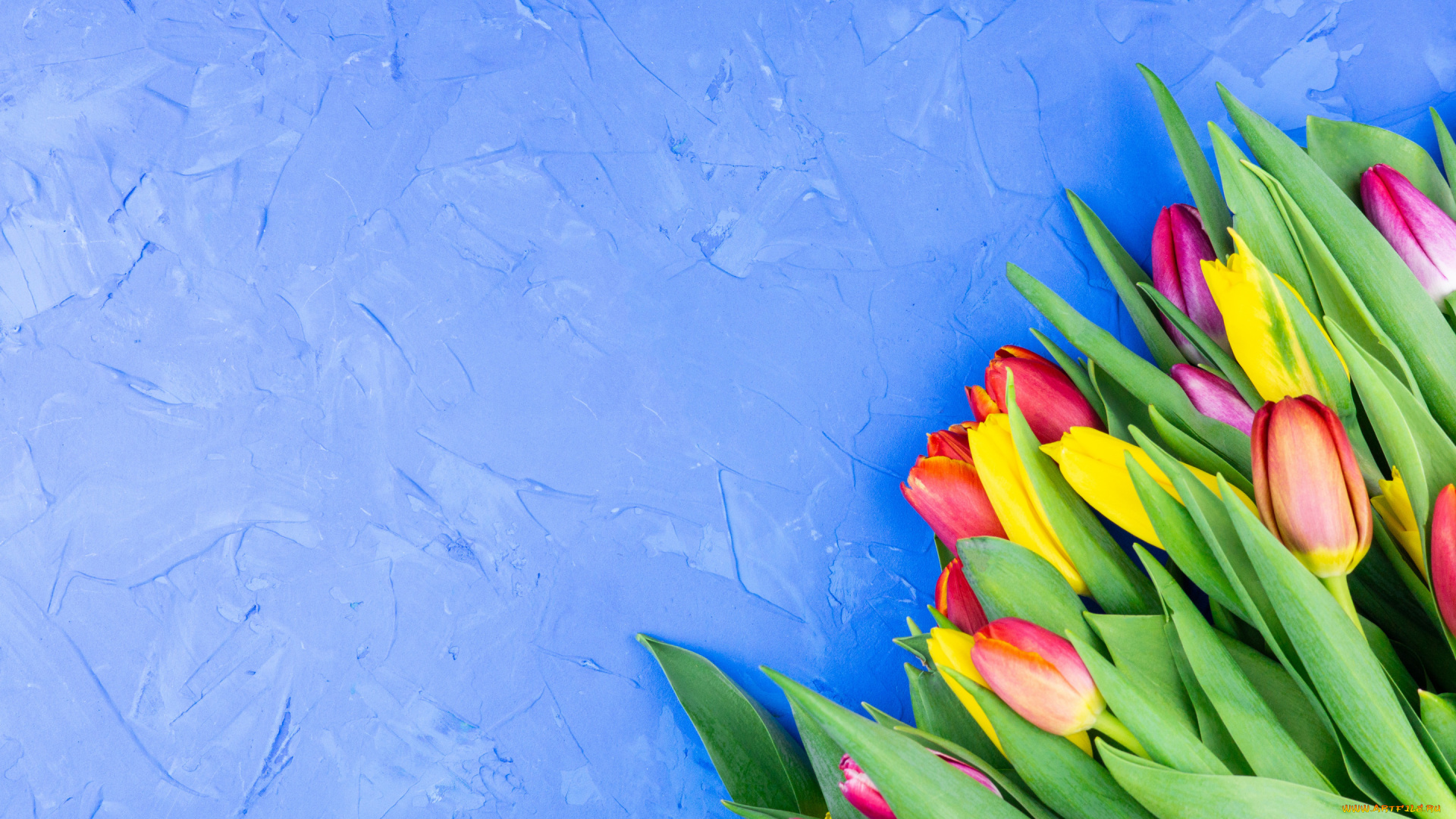 цветы, тюльпаны, голубой, фон, букет