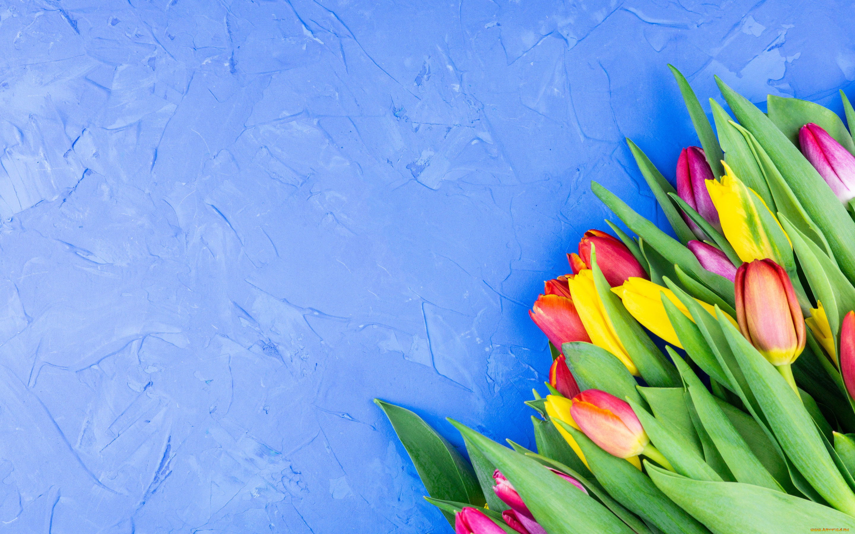 цветы, тюльпаны, голубой, фон, букет