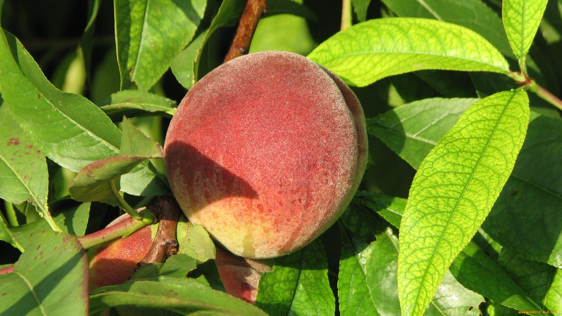 природа, плоды, персик