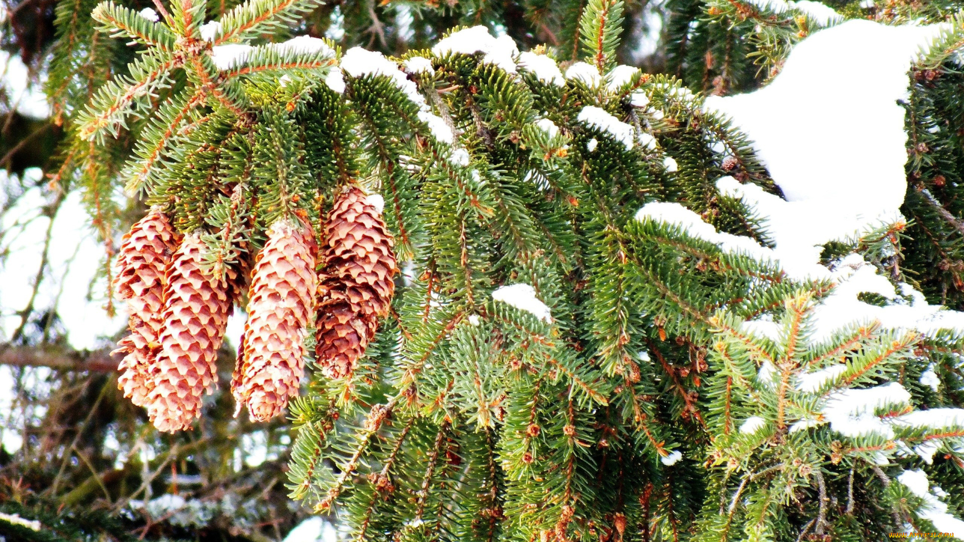 природа снег деревья ель зима лес ветки бесплатно